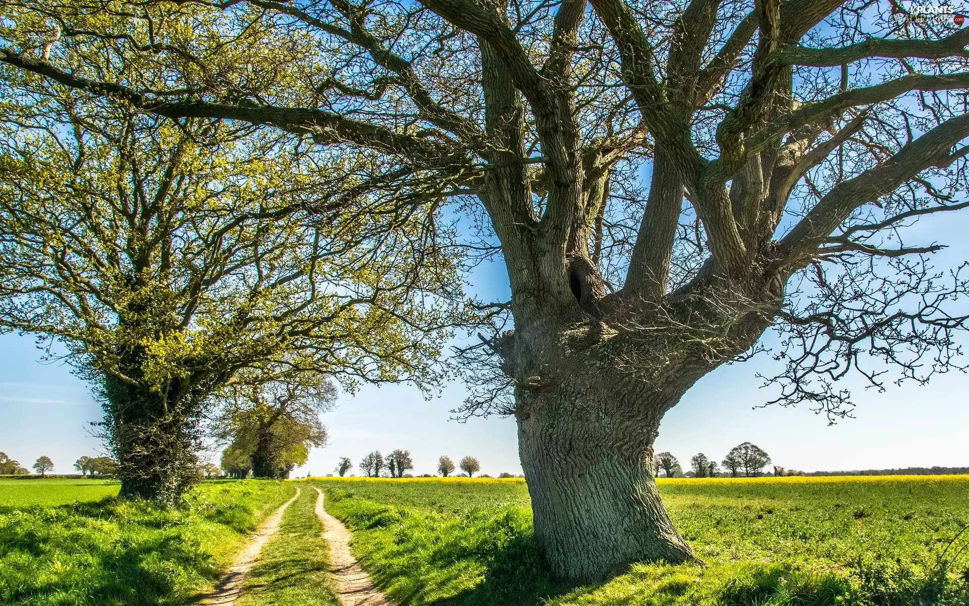Way, Spring, trees, viewes, field