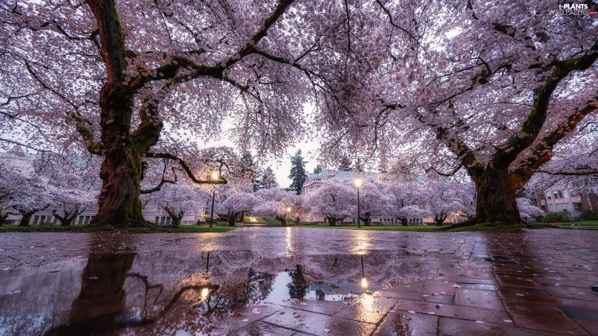 Park, Spring, trees, viewes, Flourished