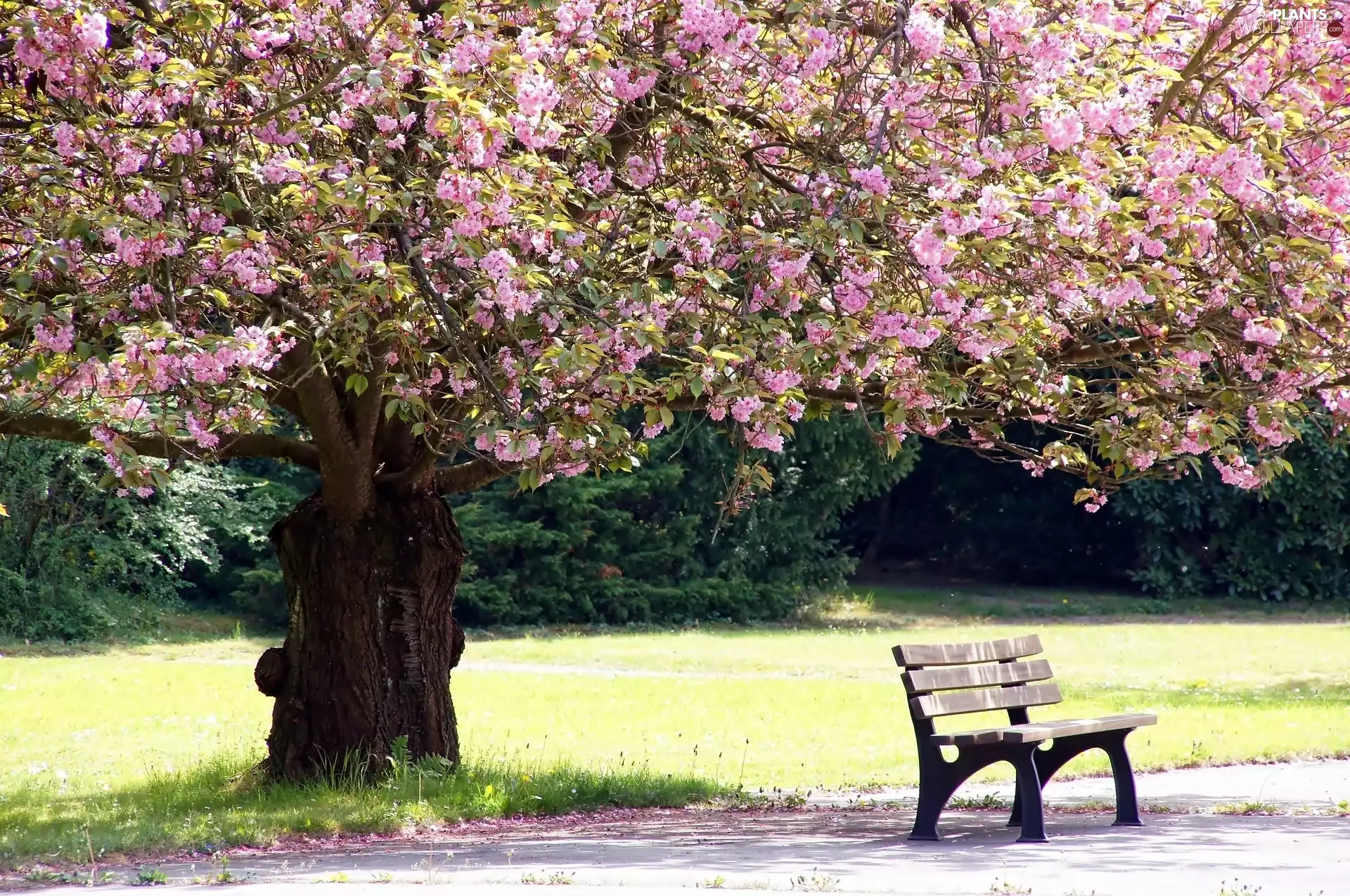 Park, Spring, trees, Bench, flourishing