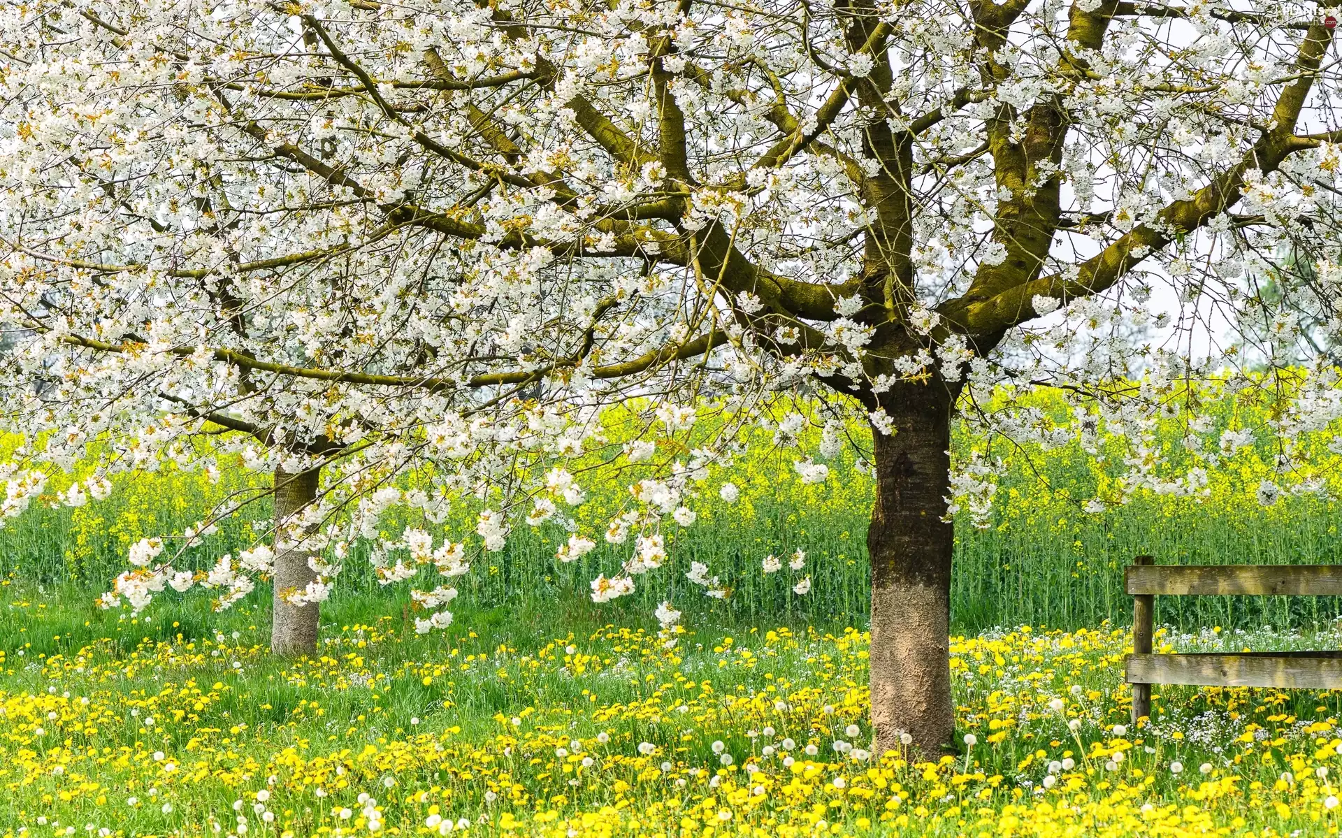 Bench, Spring, trees, Meadow, flourishing