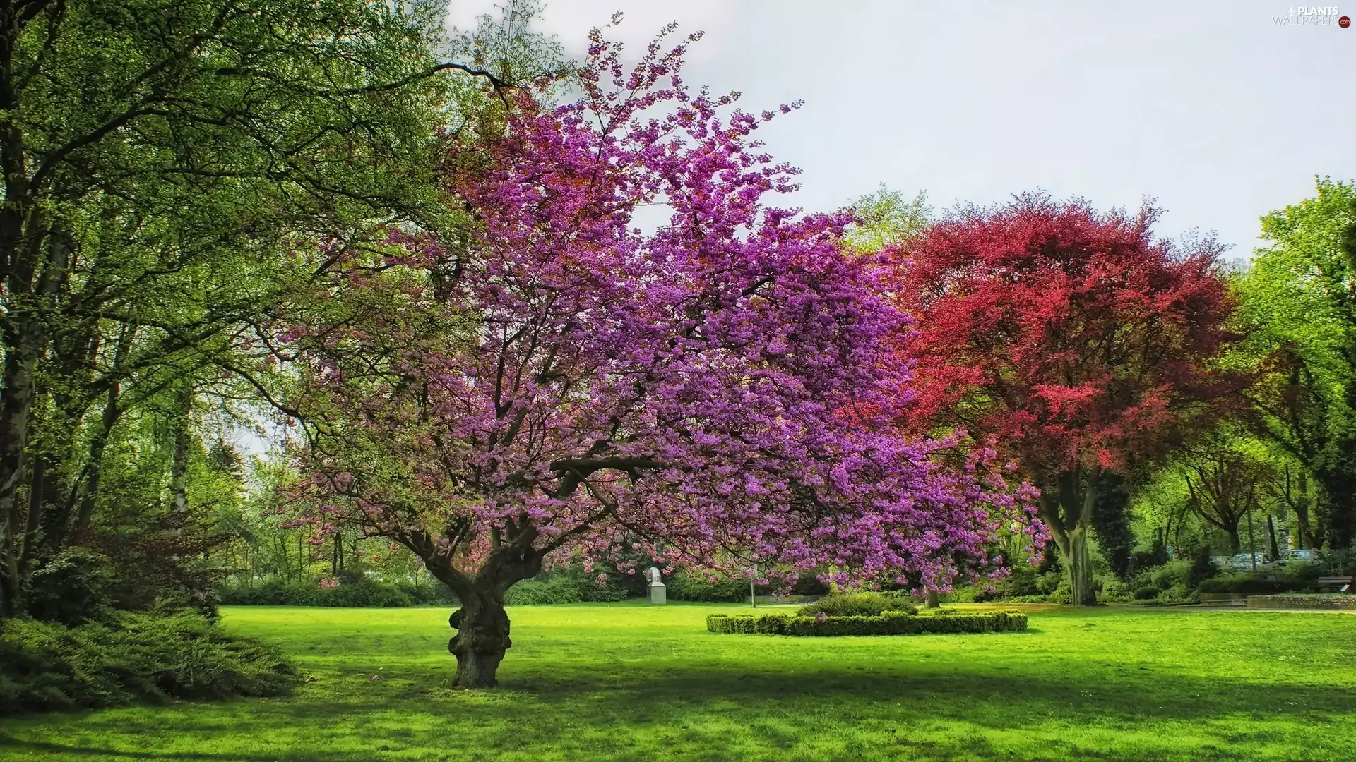 Park, Spring, trees, viewes, flourishing