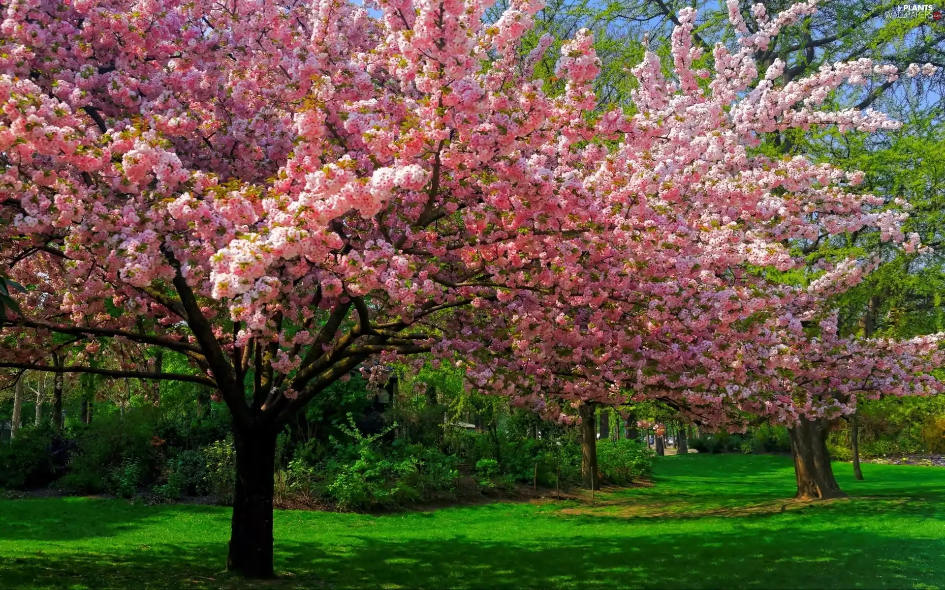 Park, Spring, trees, viewes, flourishing