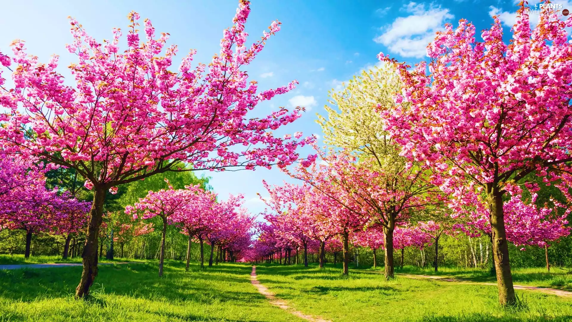 Path, Spring, trees, viewes, flourishing