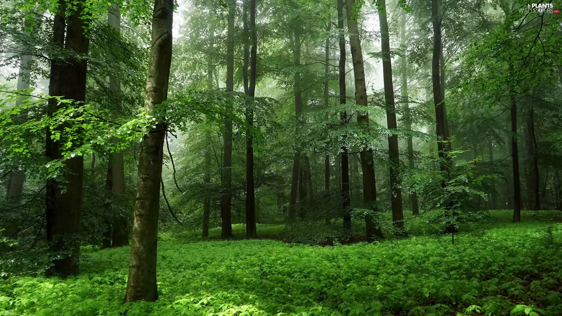 Plants, Spring, trees, viewes, forest