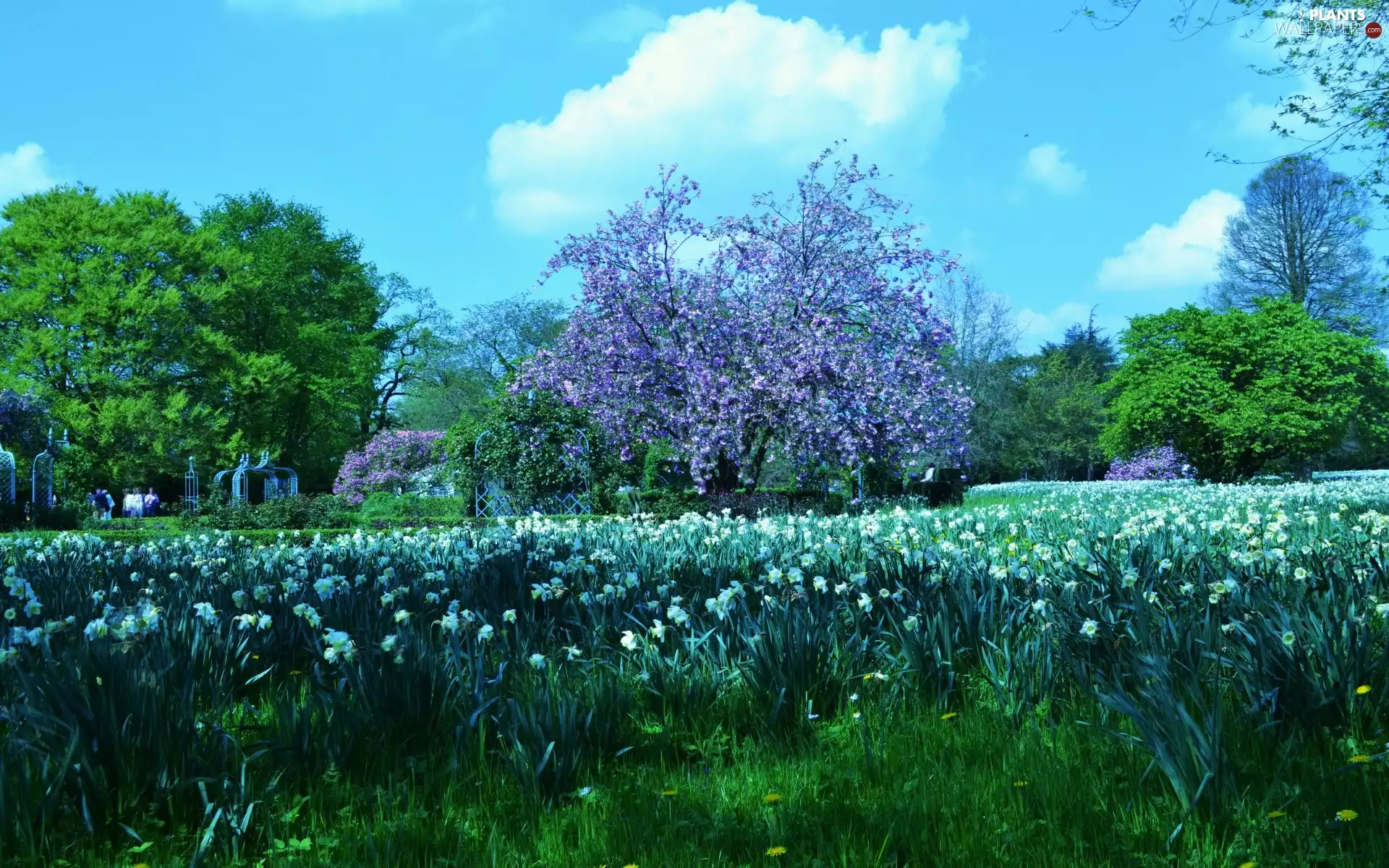 viewes, flourishing, Garden, Spring, Flowers, trees