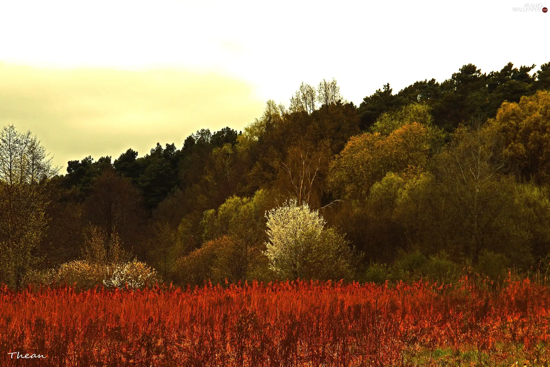 trees, grass, Spring, viewes