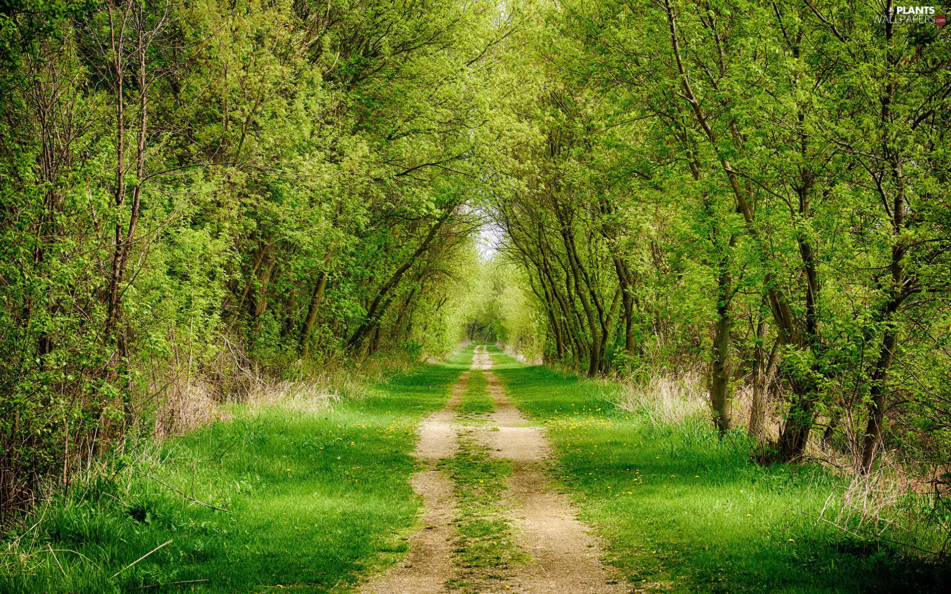 viewes, forest, green, Spring, Path, trees