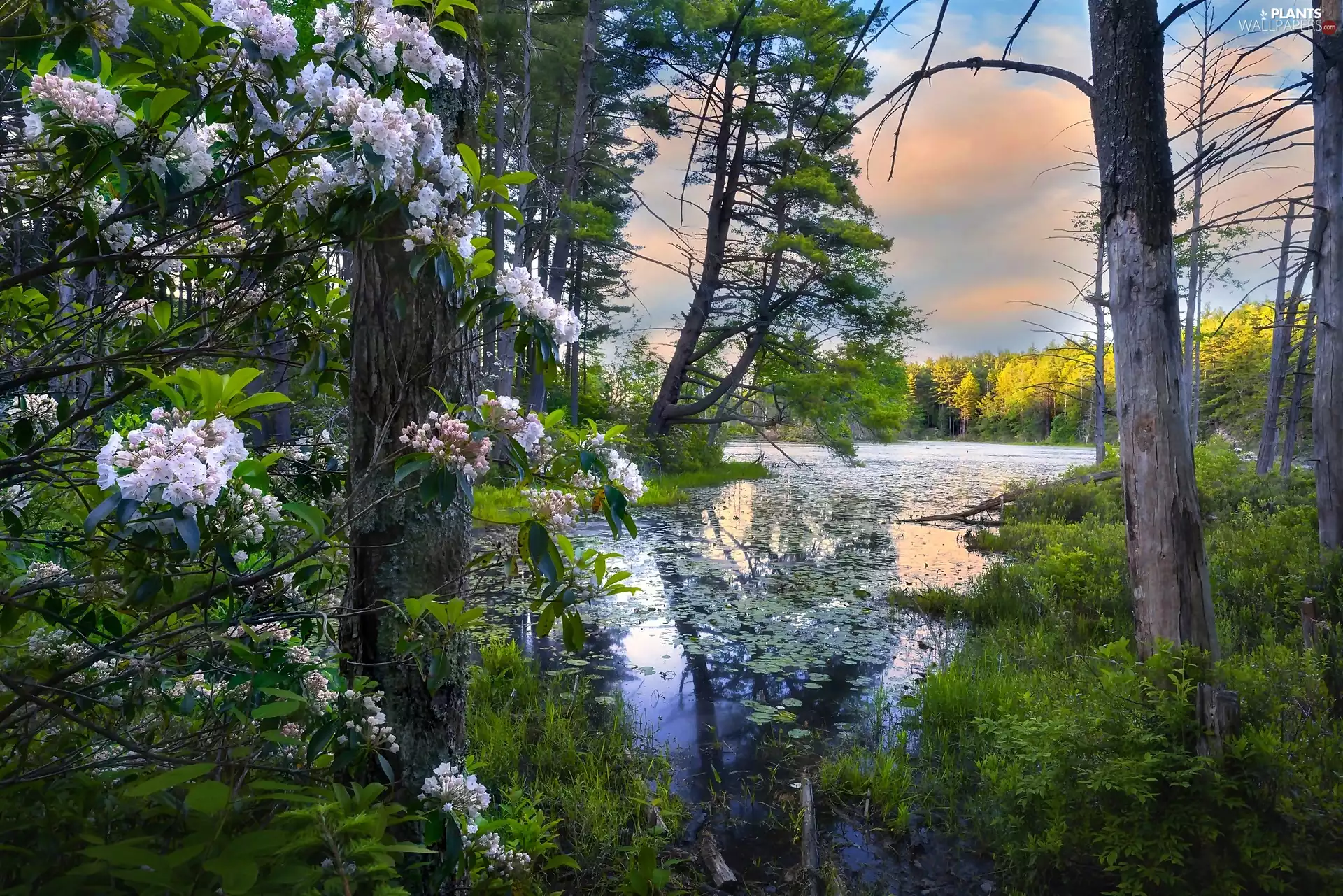 rhododendron, Spring, trees, viewes, lake