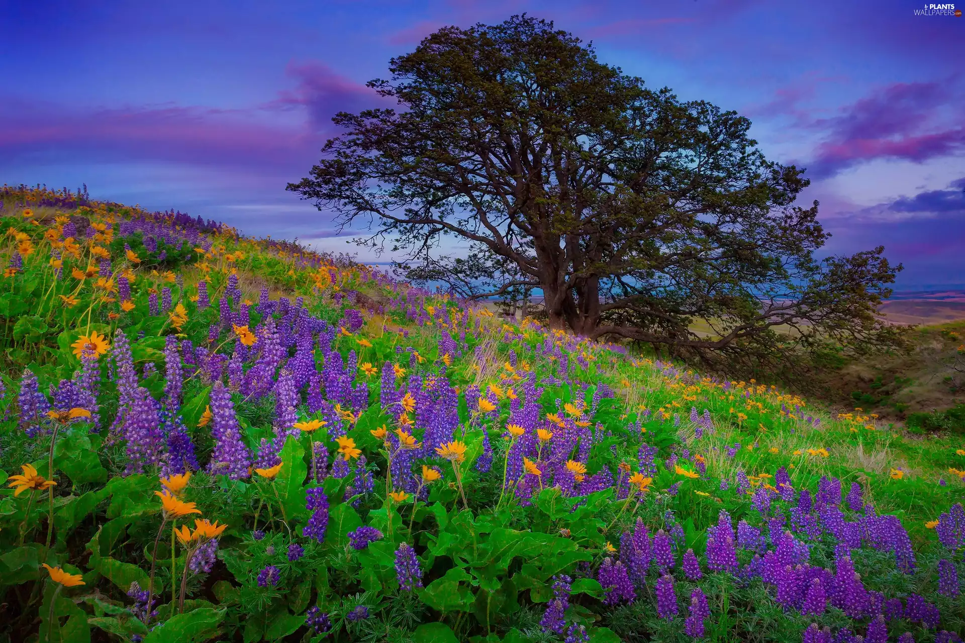 Flowers, Spring, trees, Meadow, Mountains