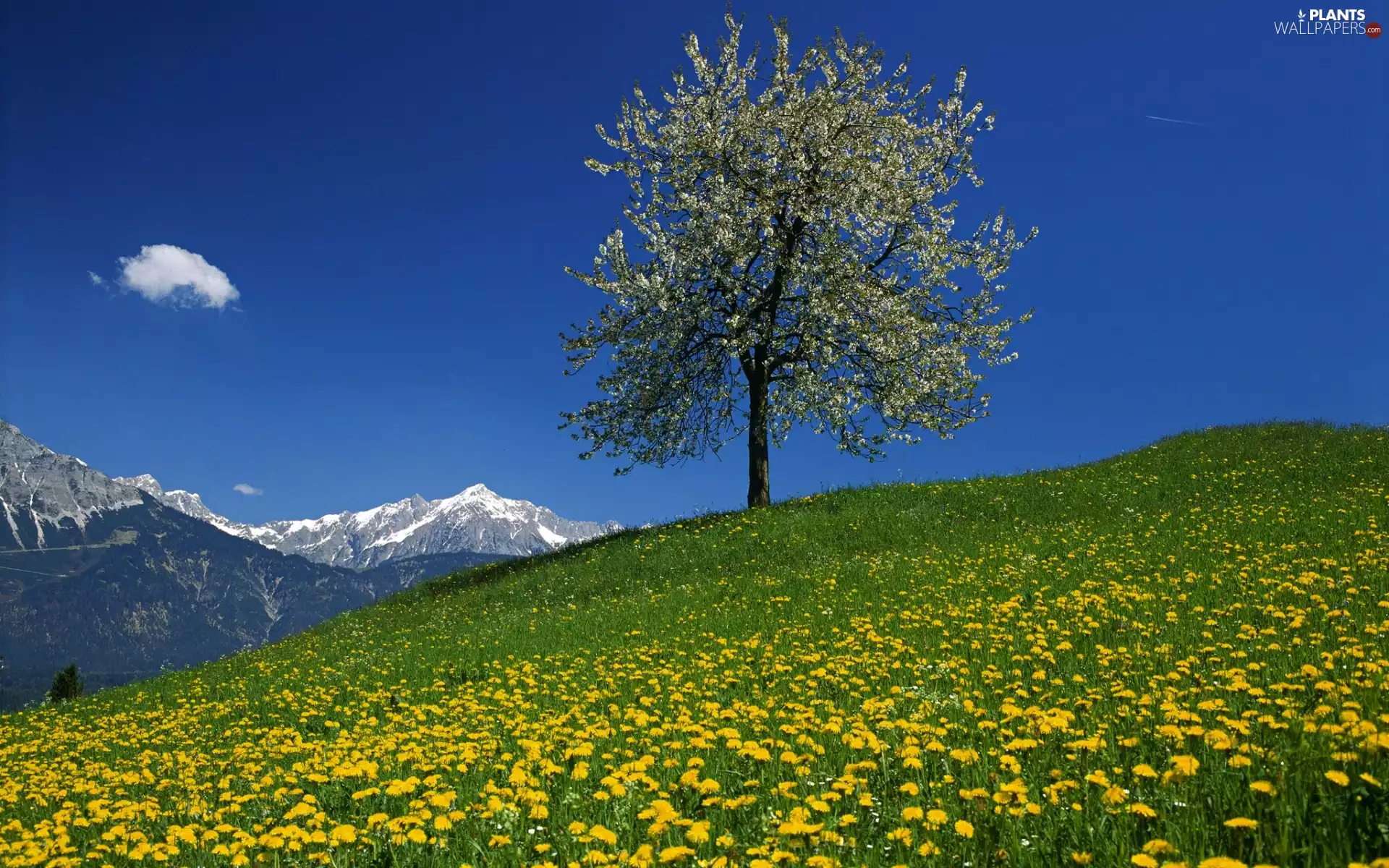 Meadow, flourishing, Mountains, Spring, Flowers, trees