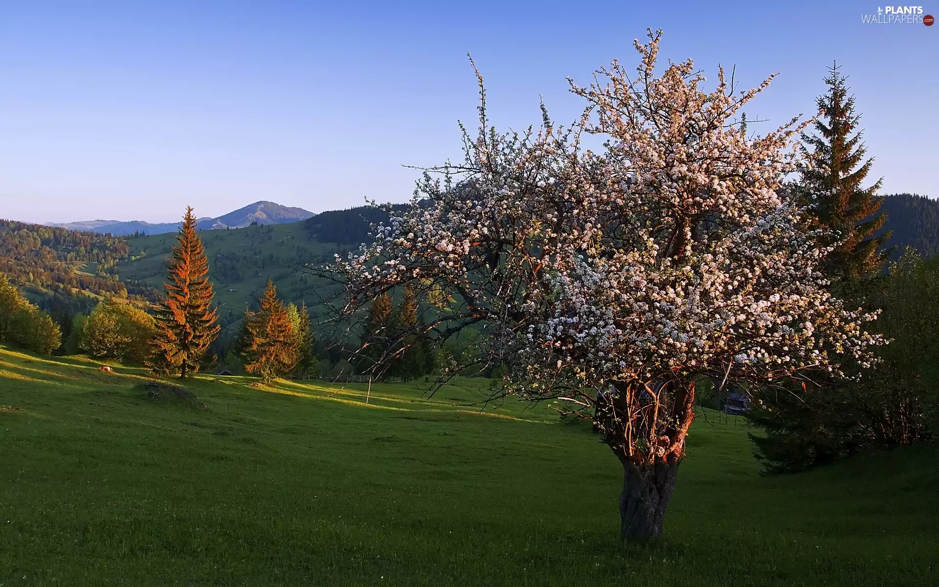 Meadow, flourishing, Mountains, Spring, woods, trees