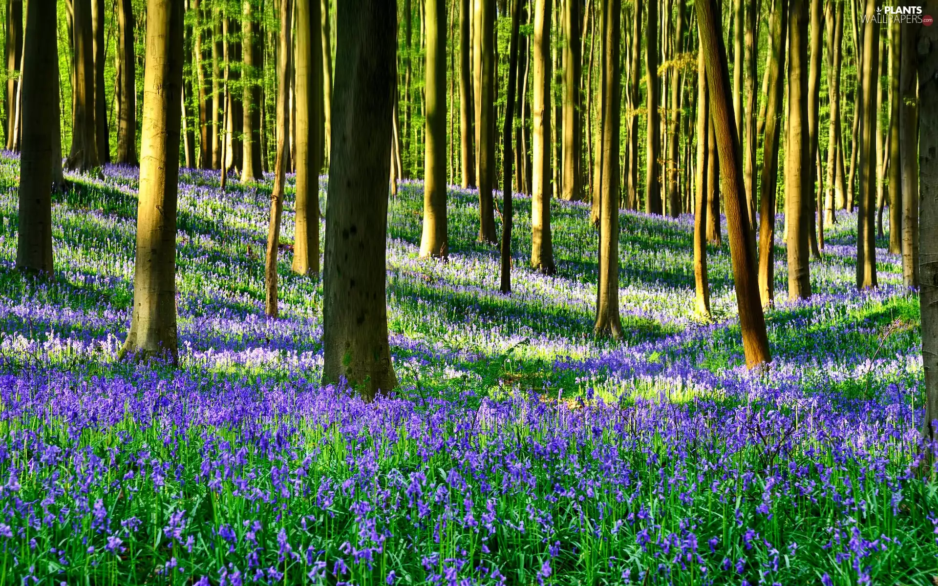 viewes, forest, ringtones, Spring, Flowers, trees