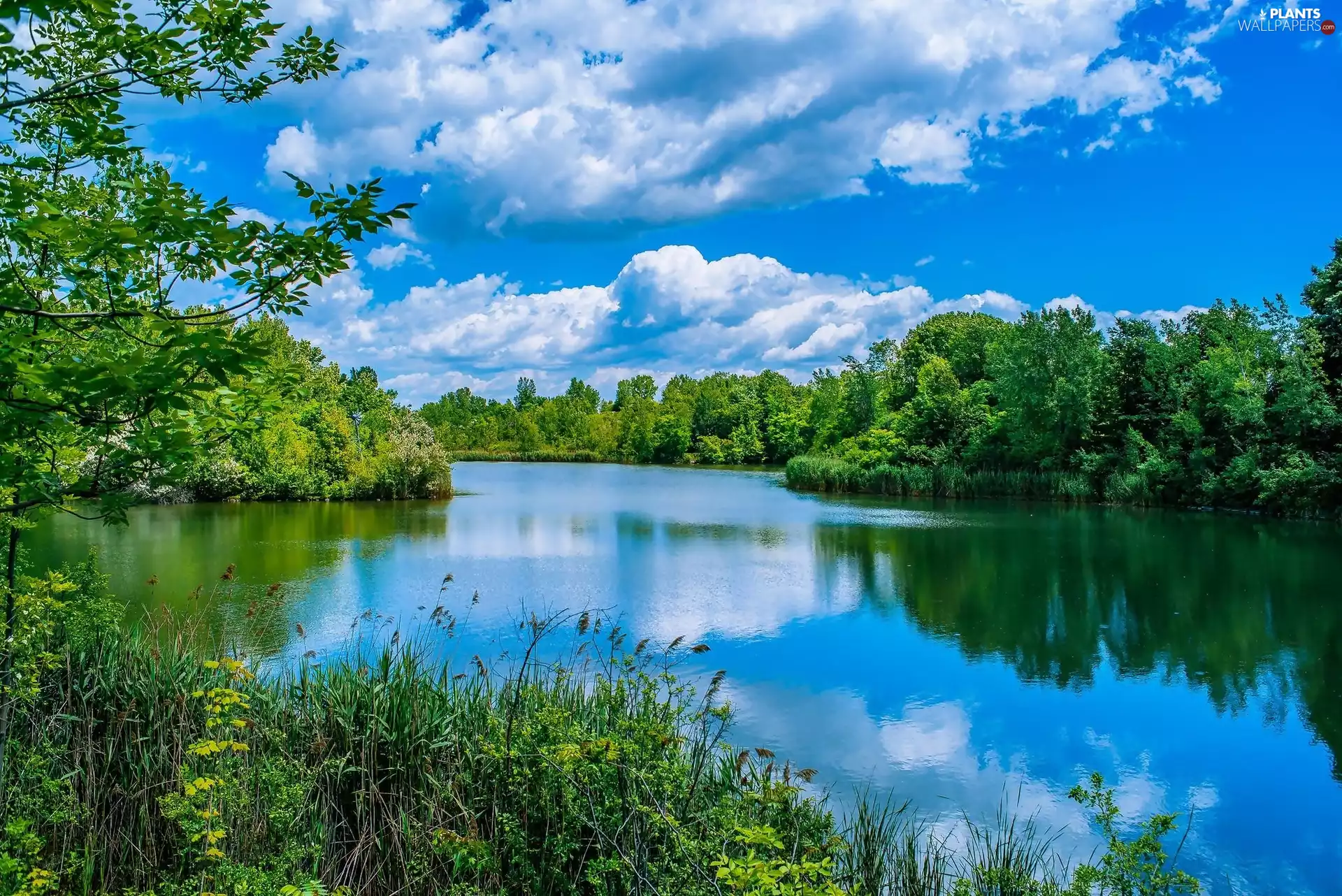 clouds, Spring, trees, viewes, River