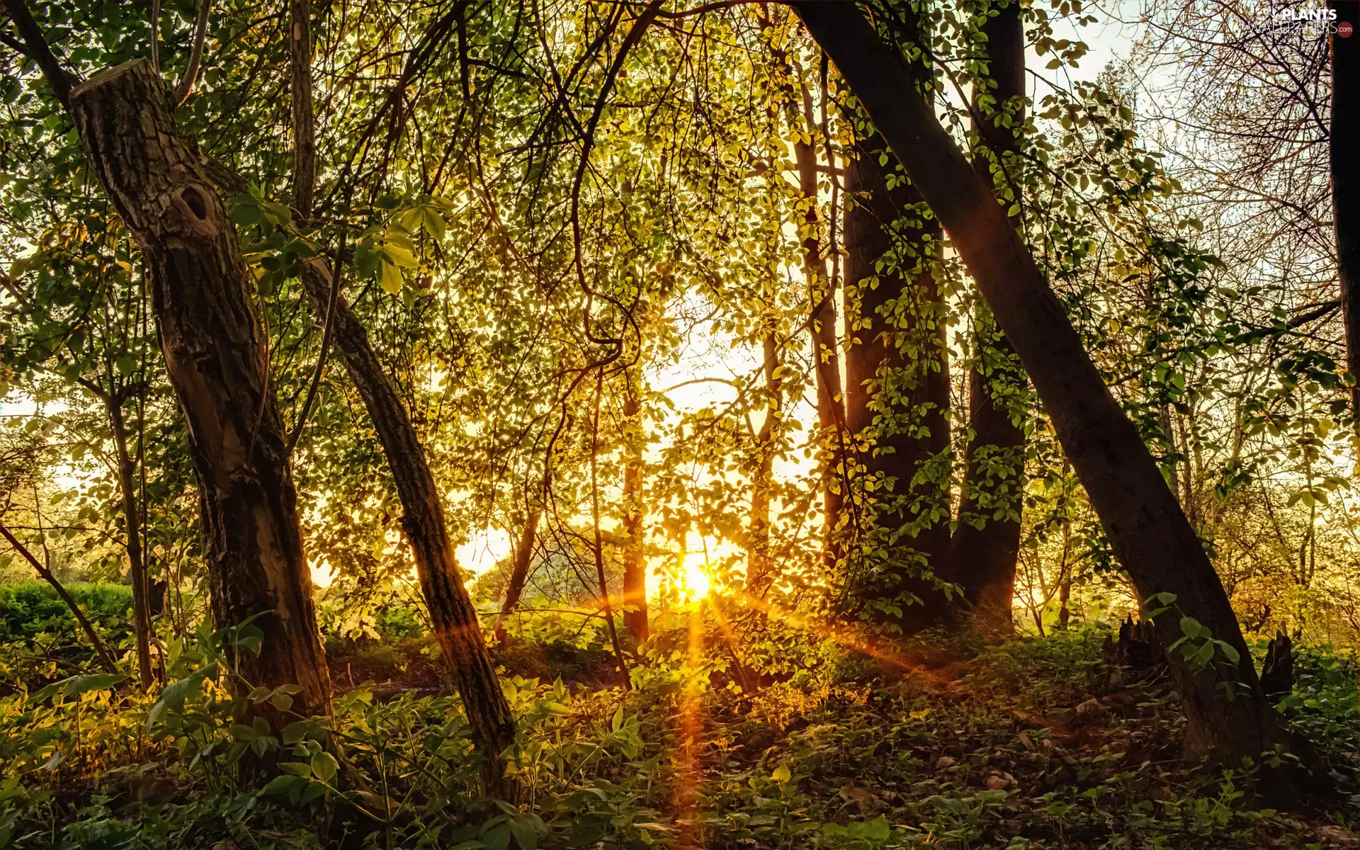 viewes, forest, sun, Spring, rays, trees