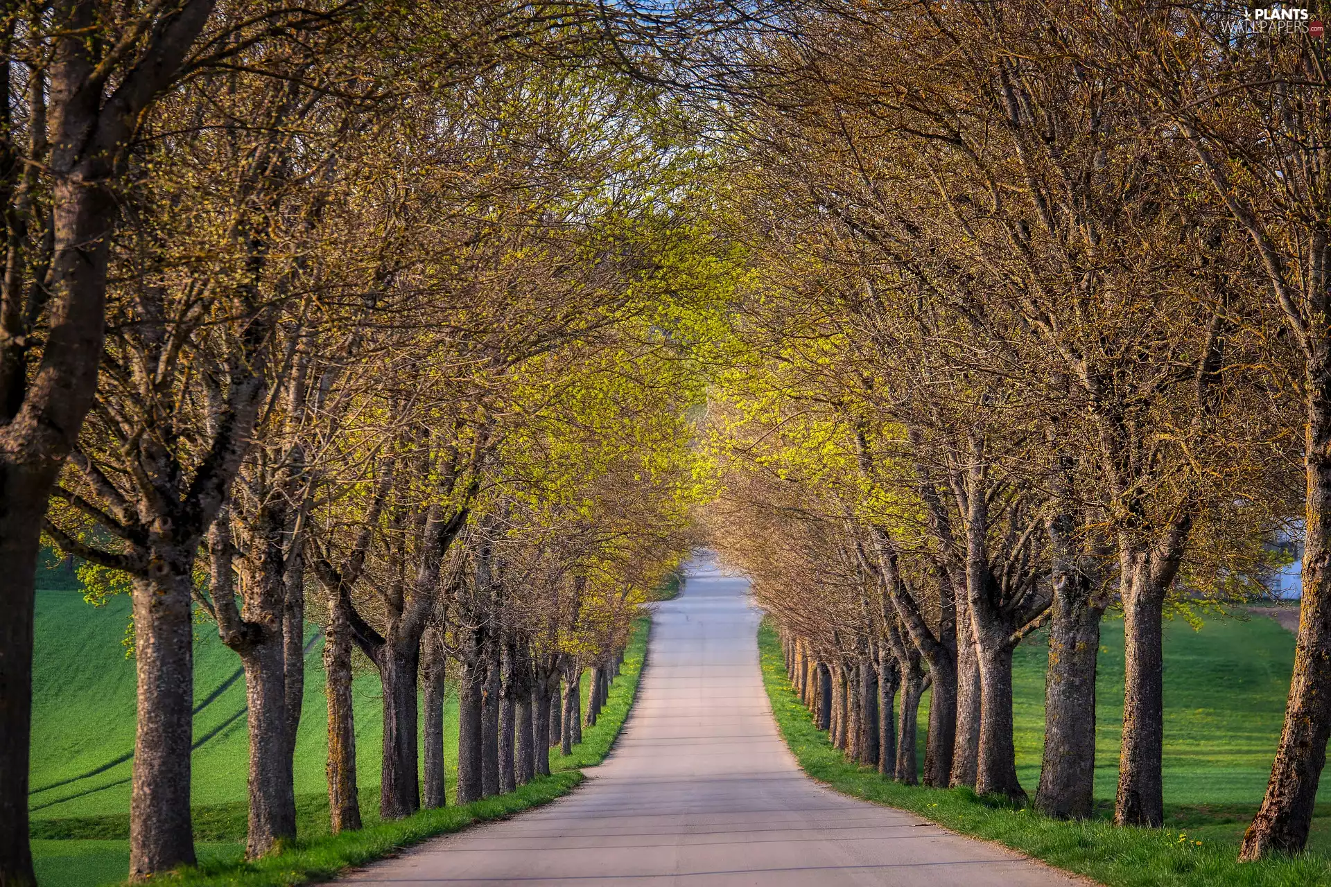viewes, Avenues, Way, Spring, alley, trees