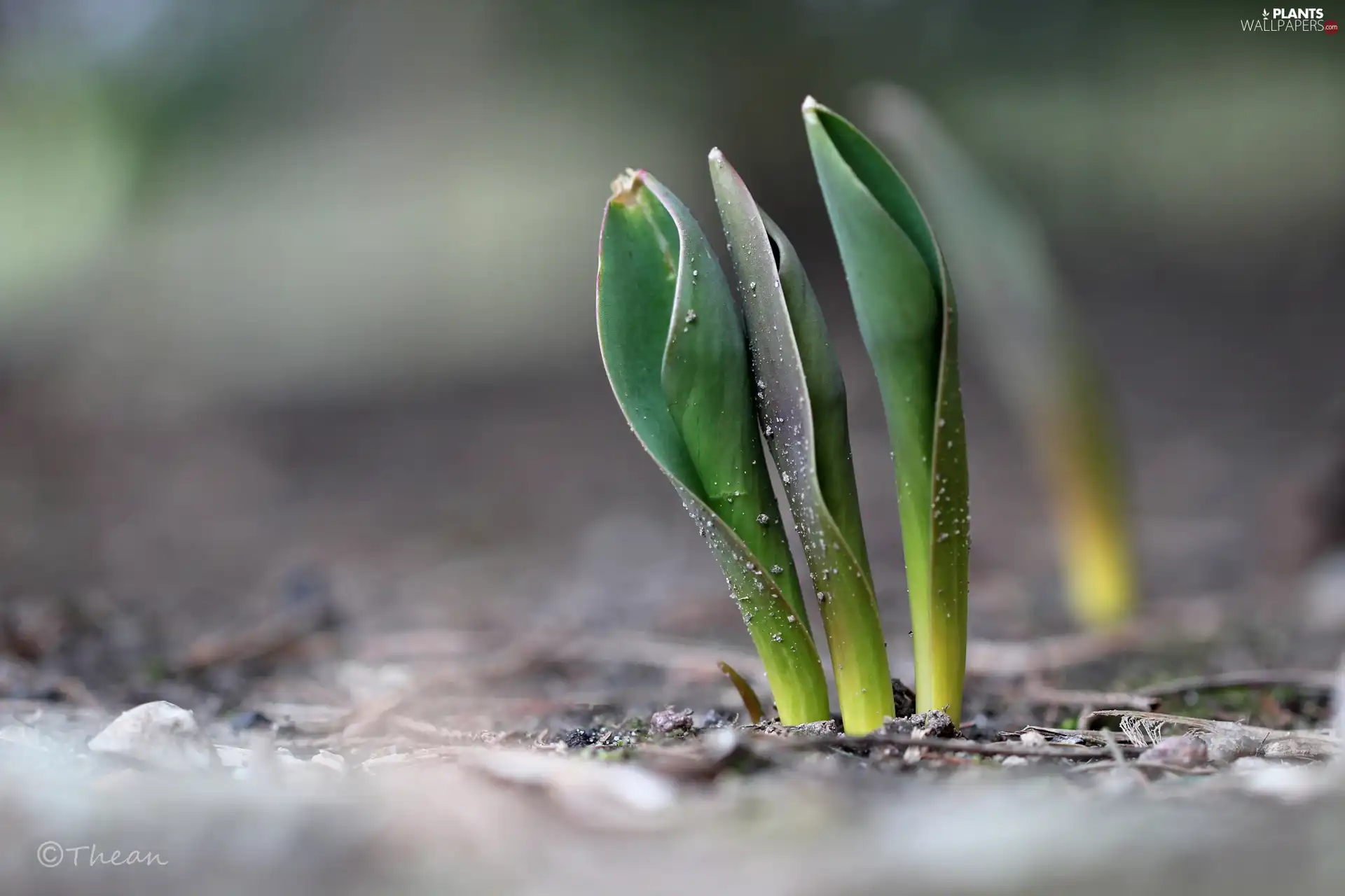 Spring, Leaf, Tulips