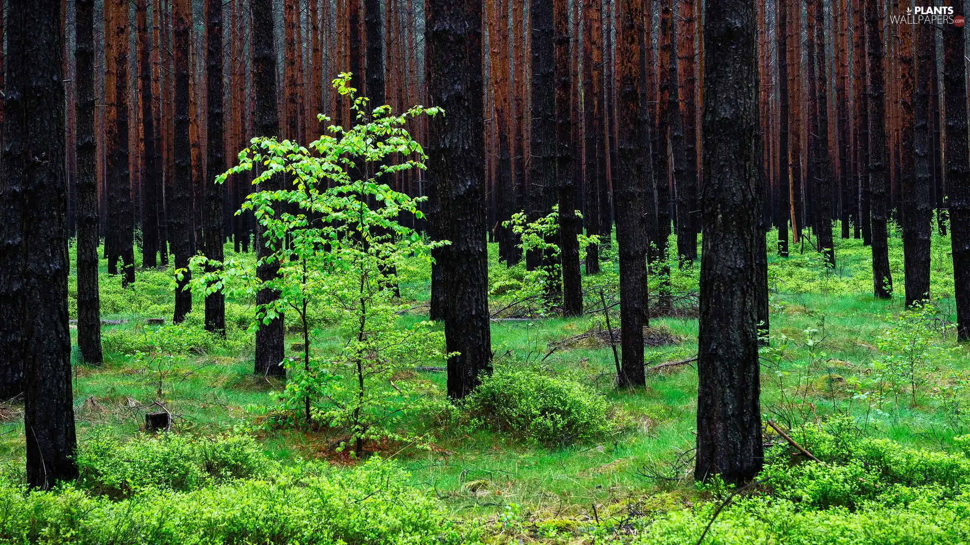 Plants, forest, viewes, Spring, trees, green ones