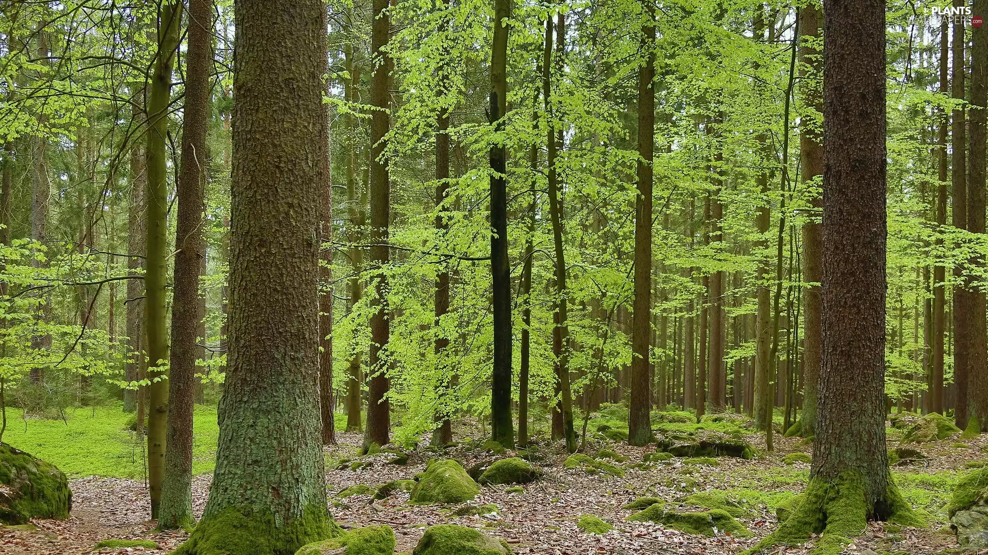 forest, trees, Stones, Spring, mossy, viewes