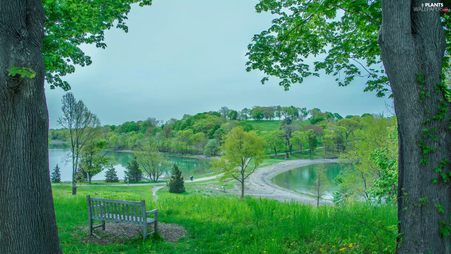 Bench, trees, Way, Spring, Ponds, viewes