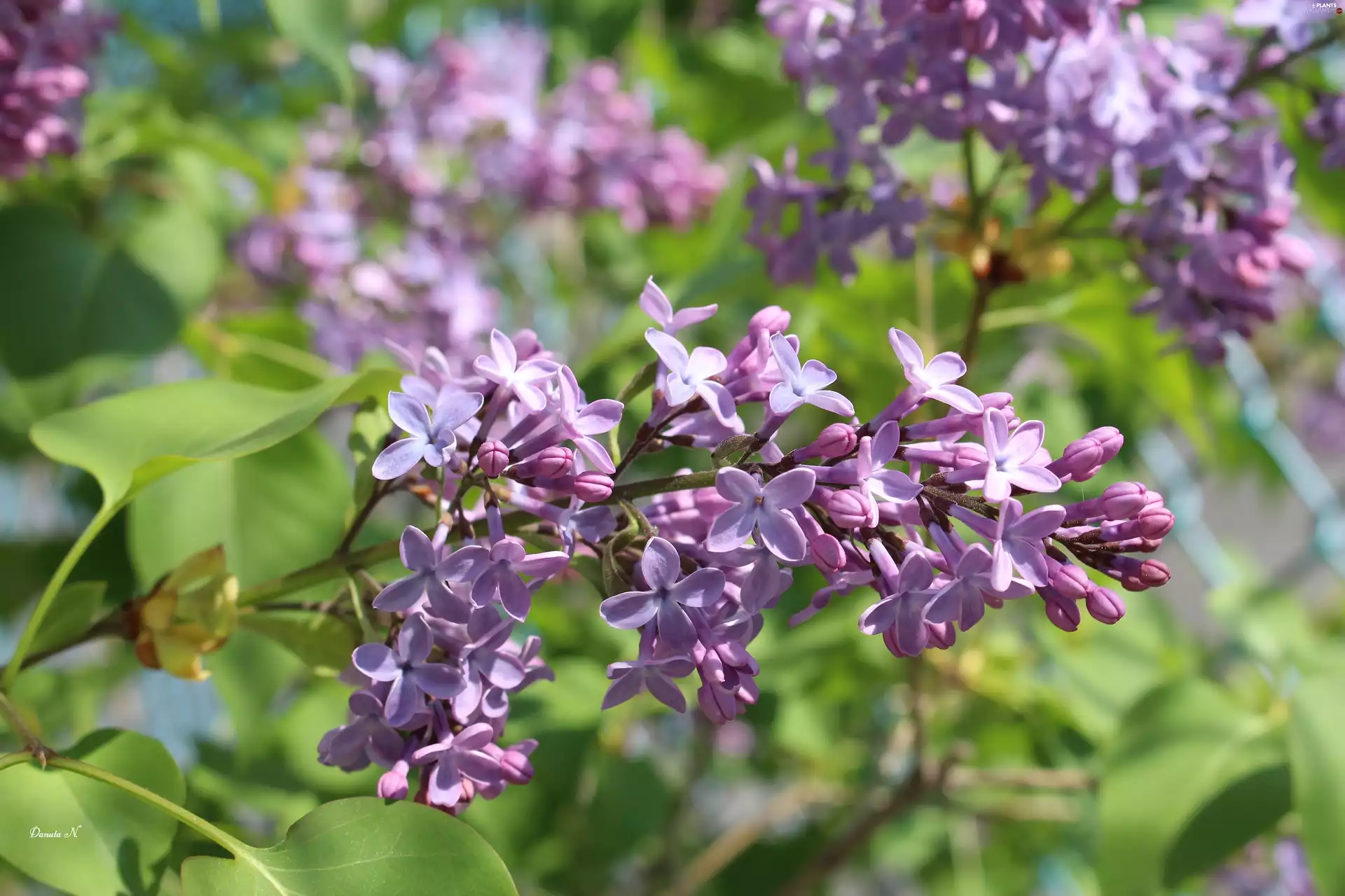 Leaf, Spring, Violet, twig, without