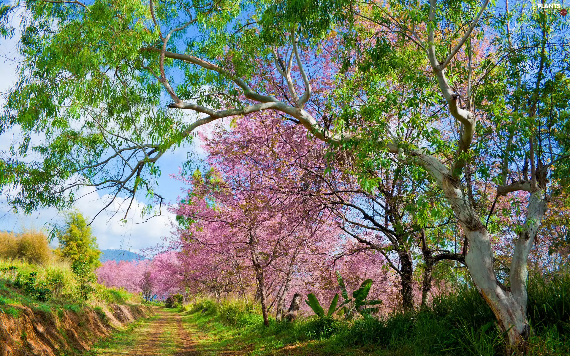 viewes, Flourished, Way, Spring, branch pics, trees