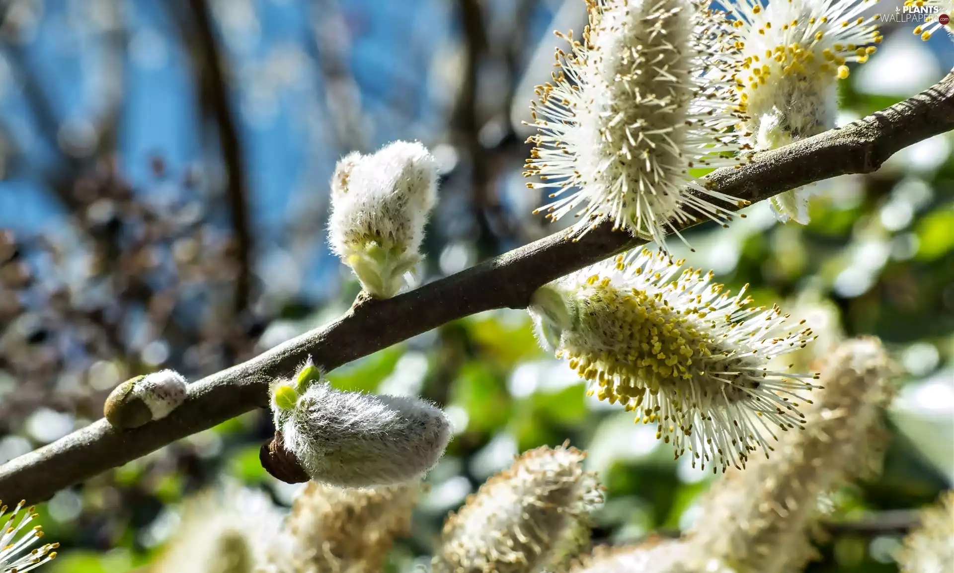 Spring, database, Willow