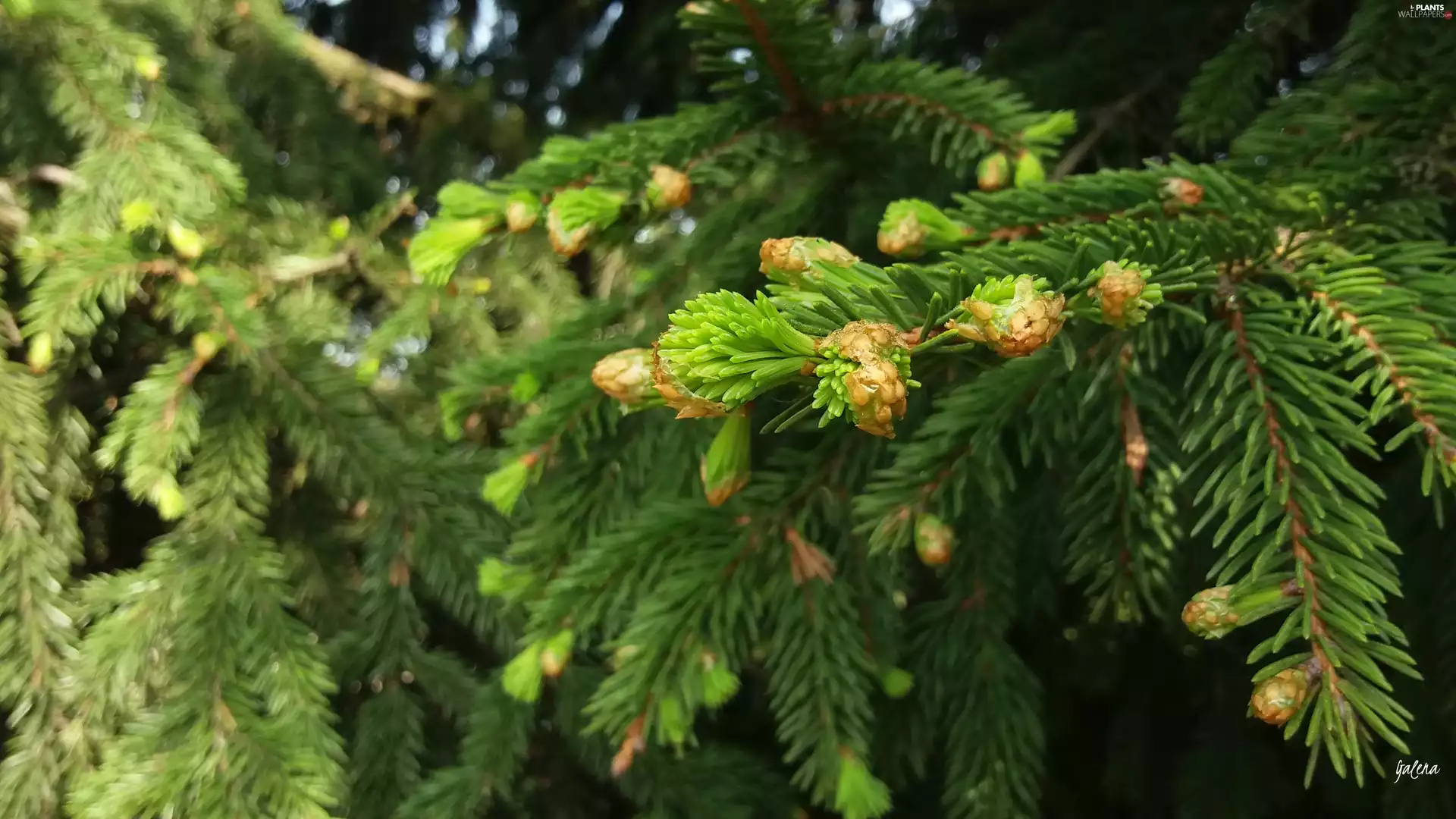 spruce, Increment, branch