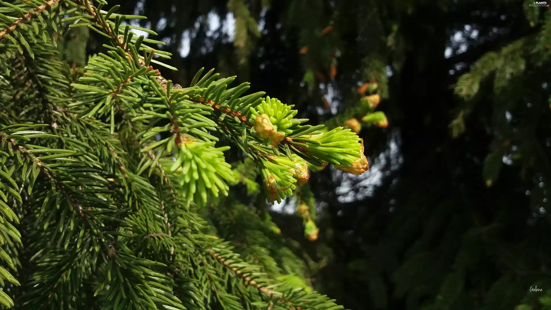 spruce, Increment, branch