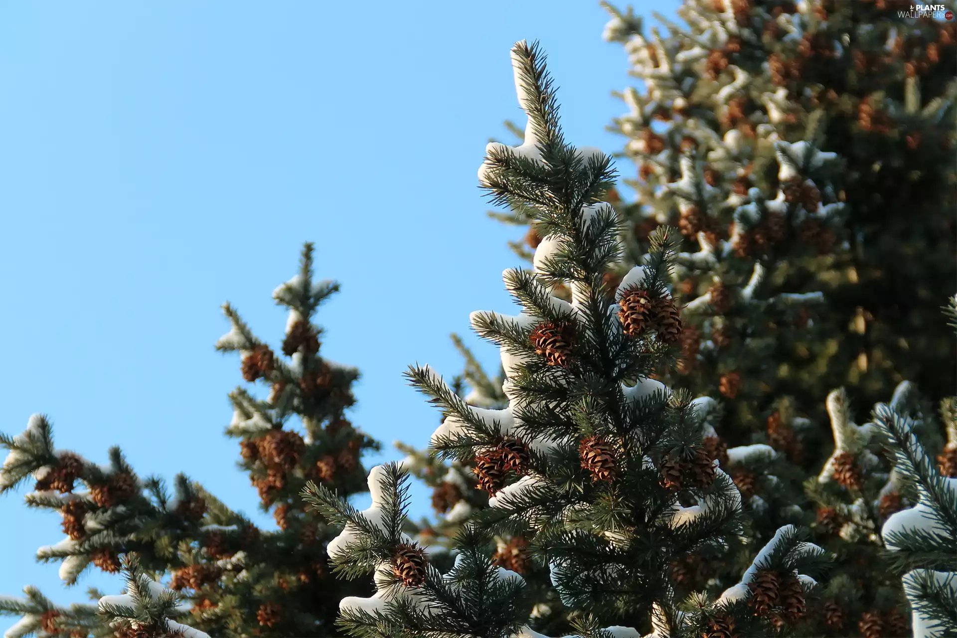 cones, Snowy, Twigs, spruce