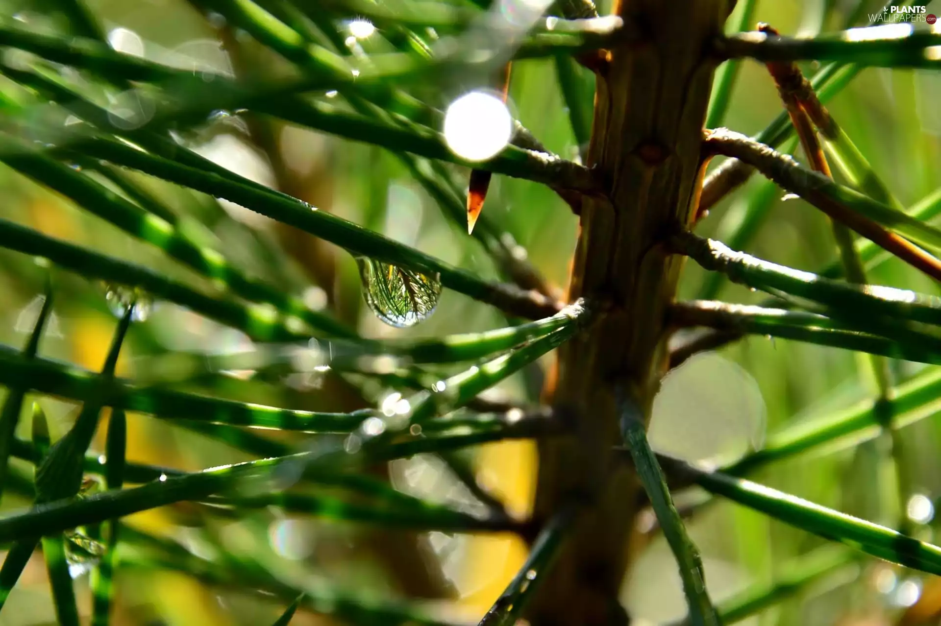 spruce, drops