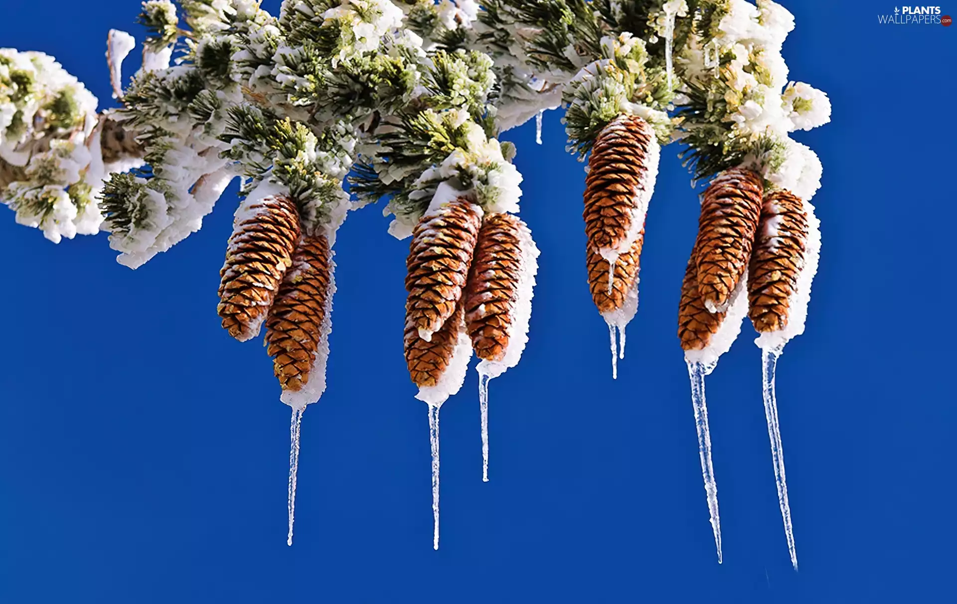 Twigs, spruce, frozen, cones, winter