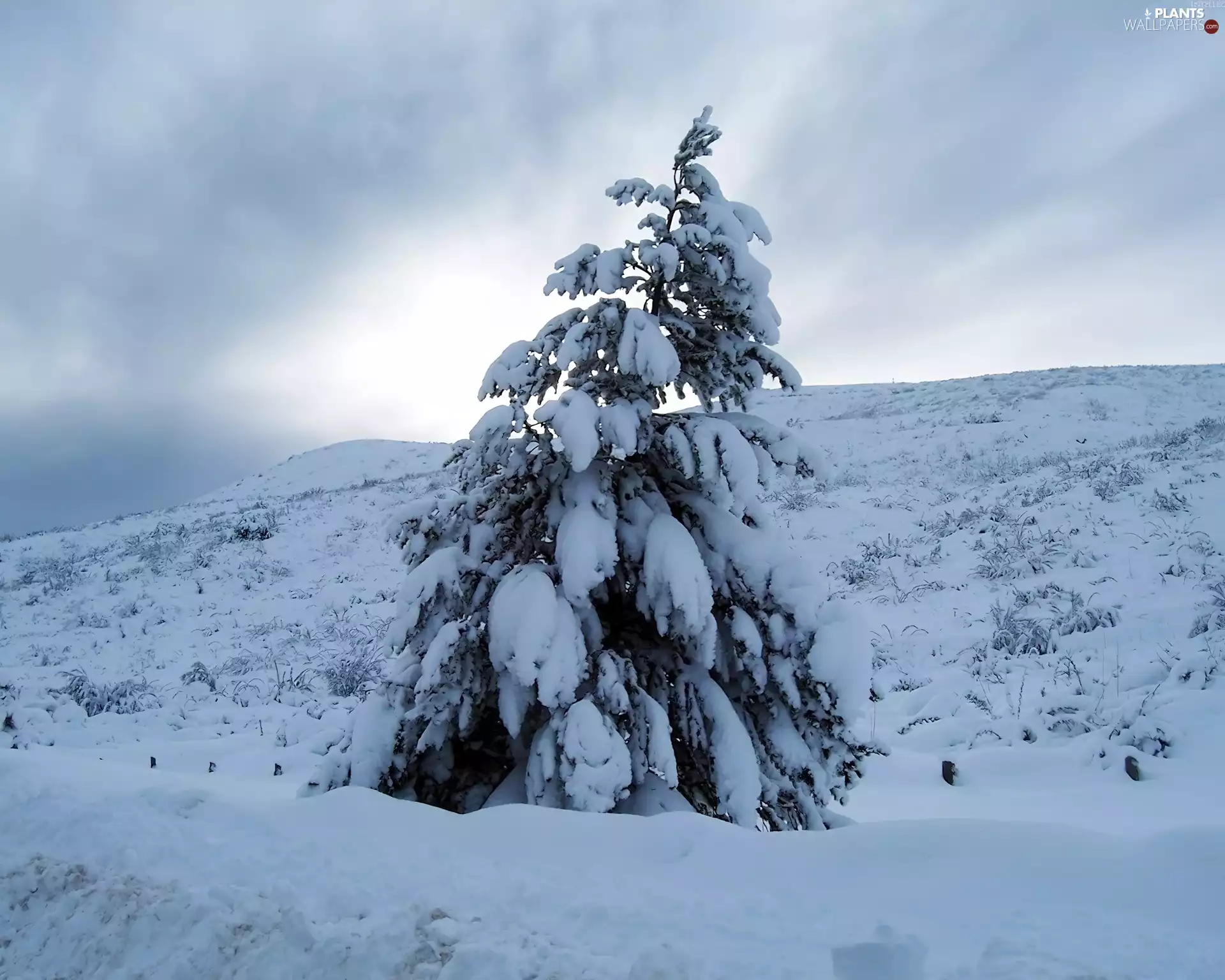 lonely, overwhelmed, snow, spruce