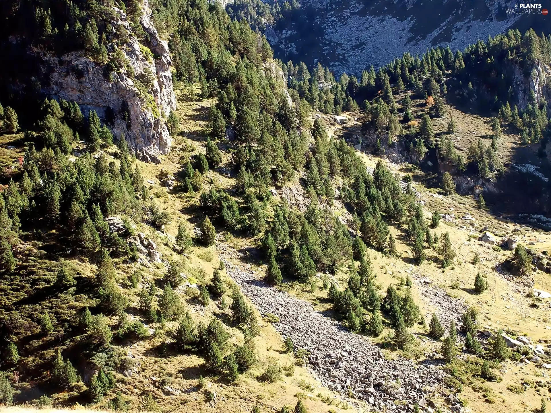 woods, spruce, Mountains, rocks, slopes
