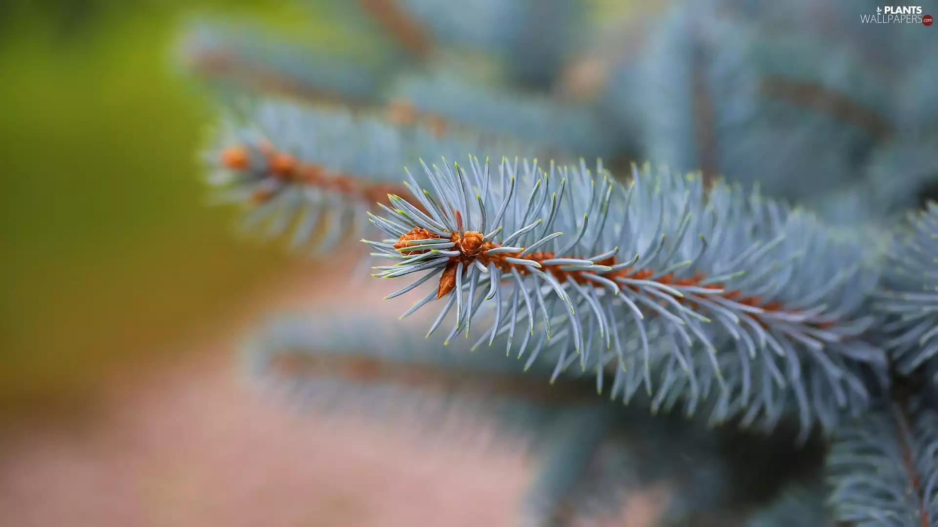 twig, needle, rapprochement, spruce