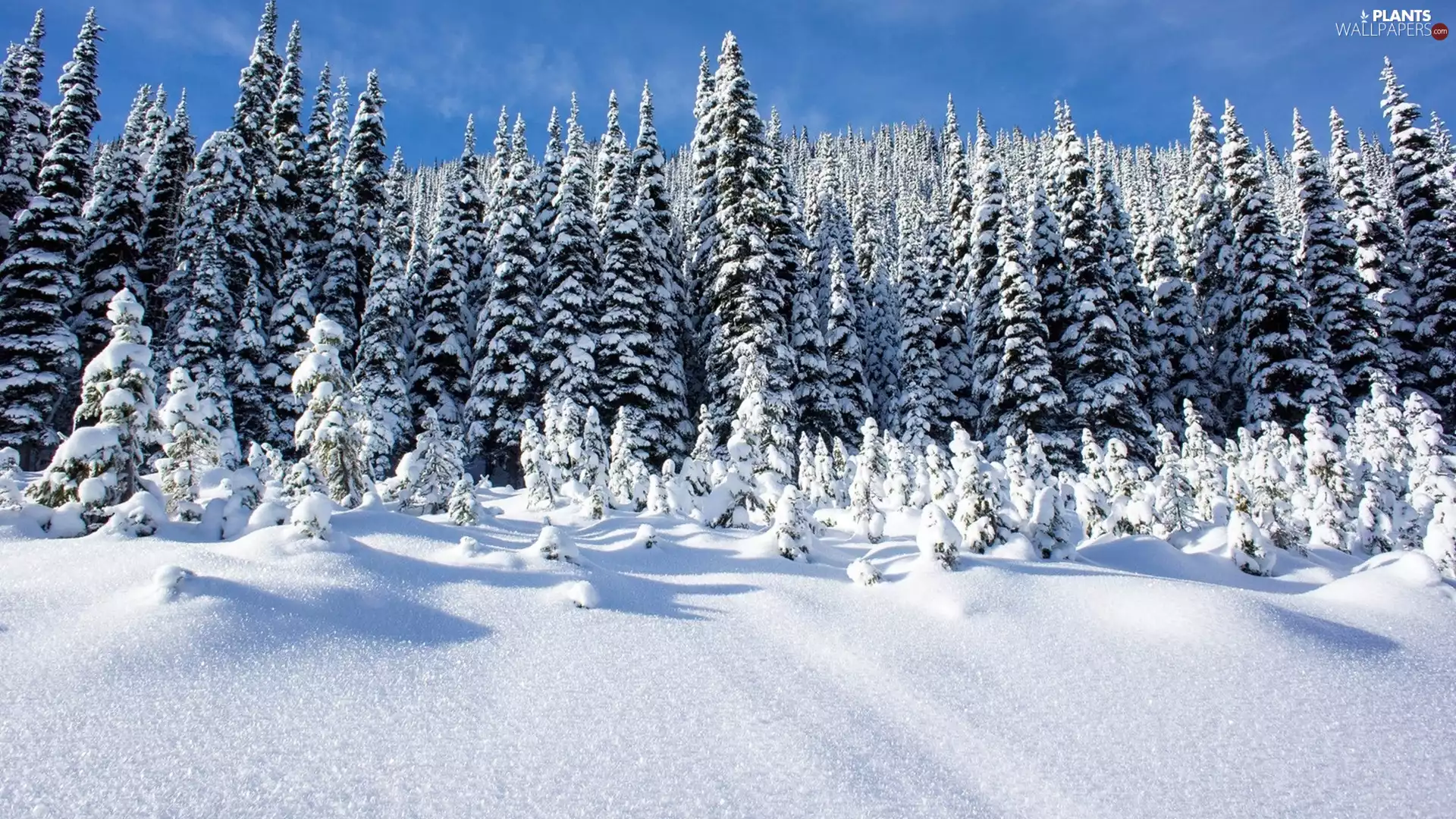 winter, forest, snow, spruce