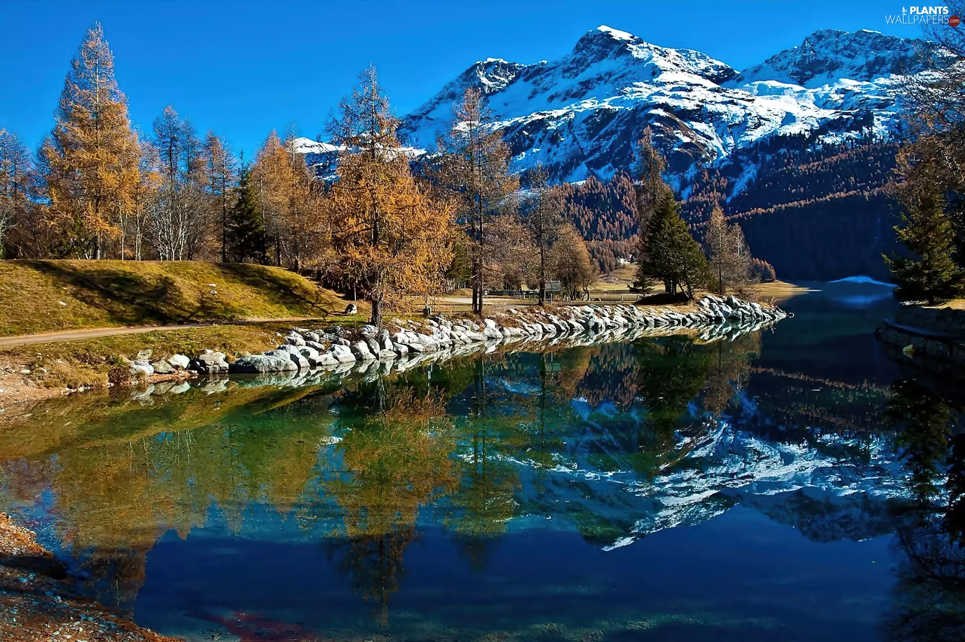Silvaplana, Spruces, Alps, lake, Mountains