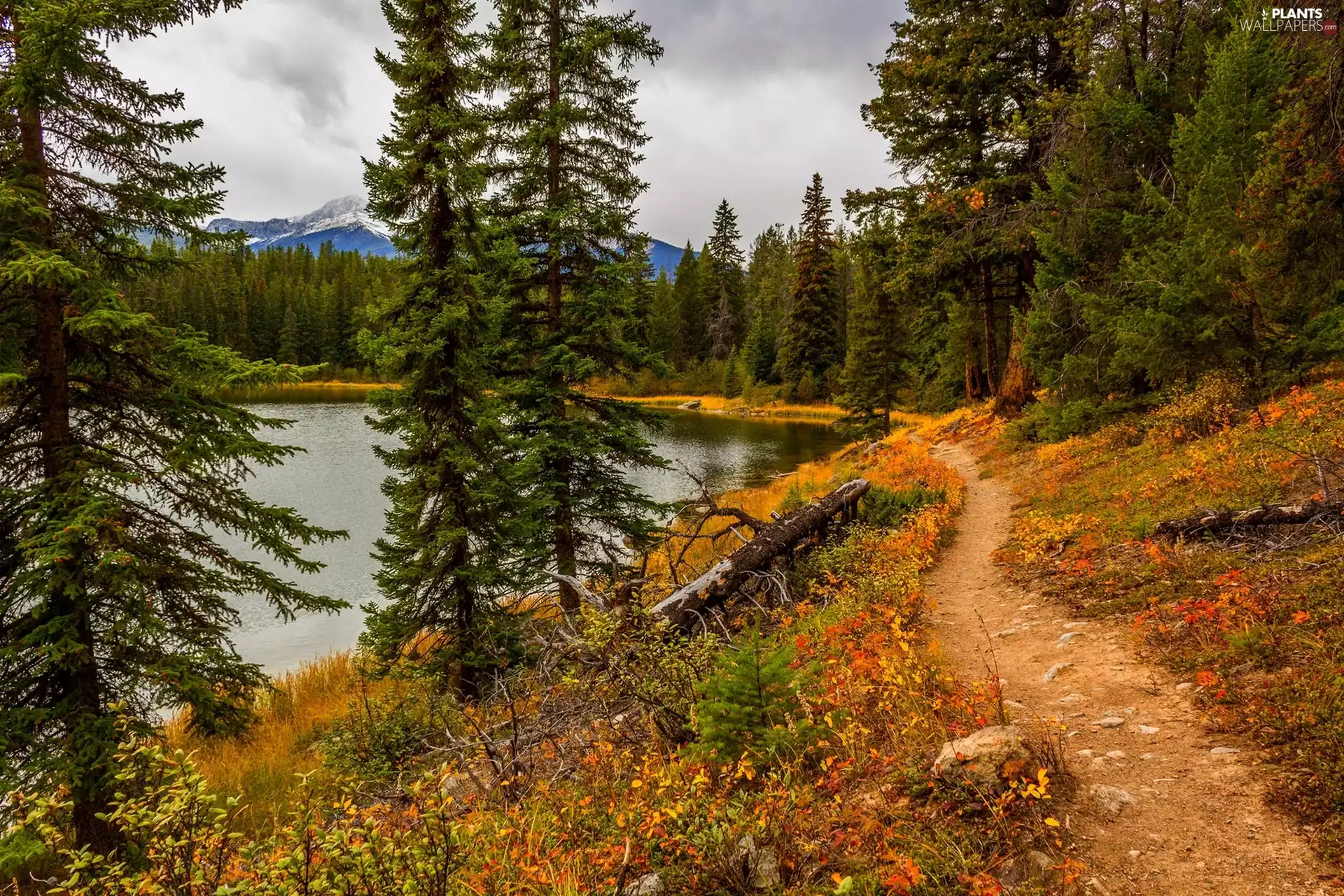 Spruces, lake, coast