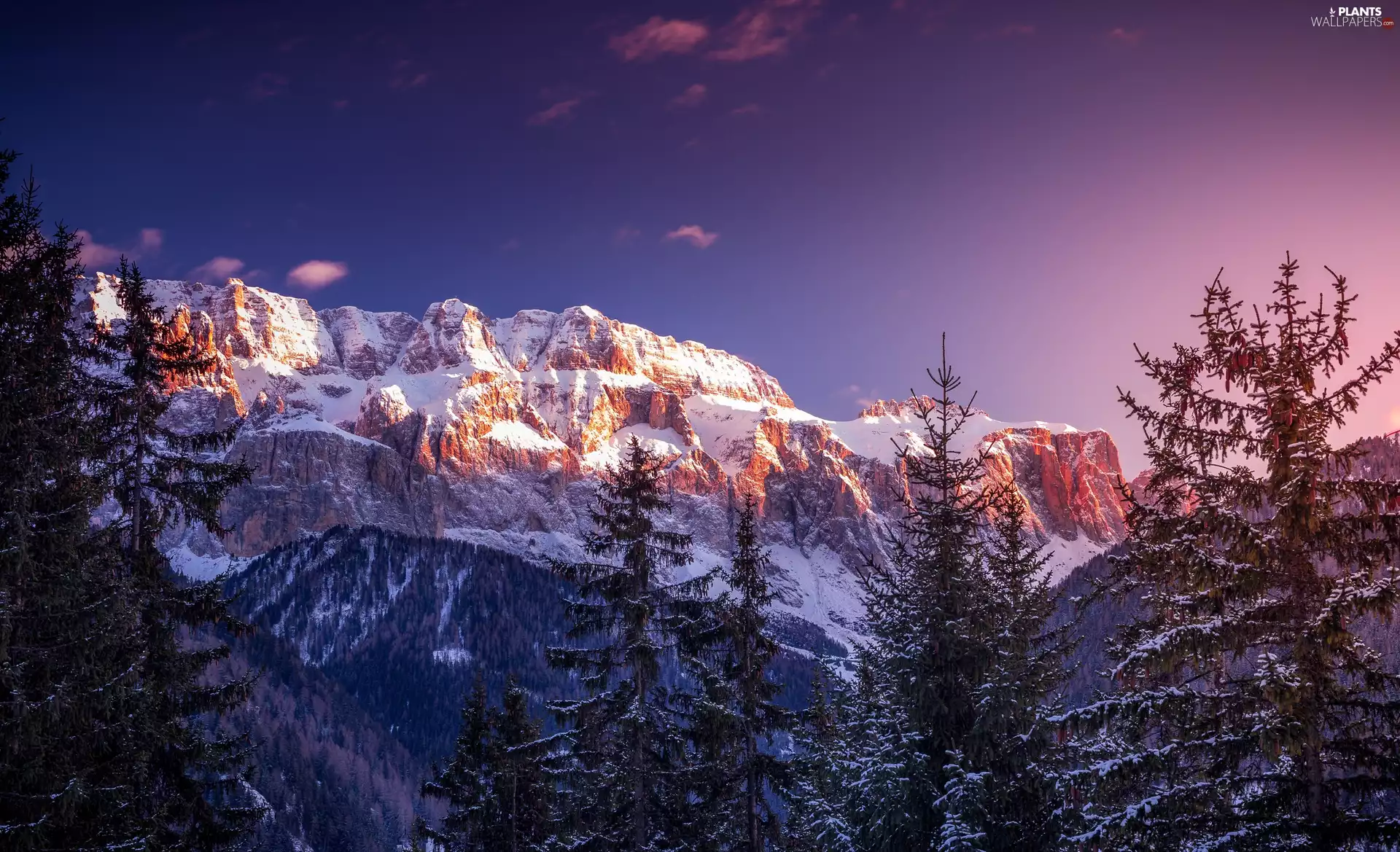 viewes, Spruces, Dolomites, trees, Mountains