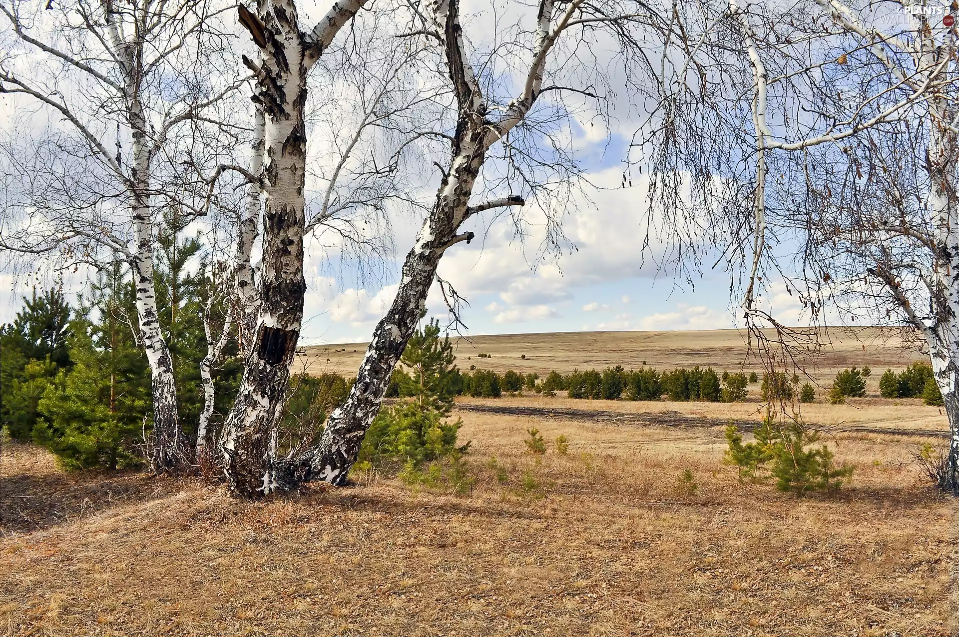 field, birch, clouds, Spruces