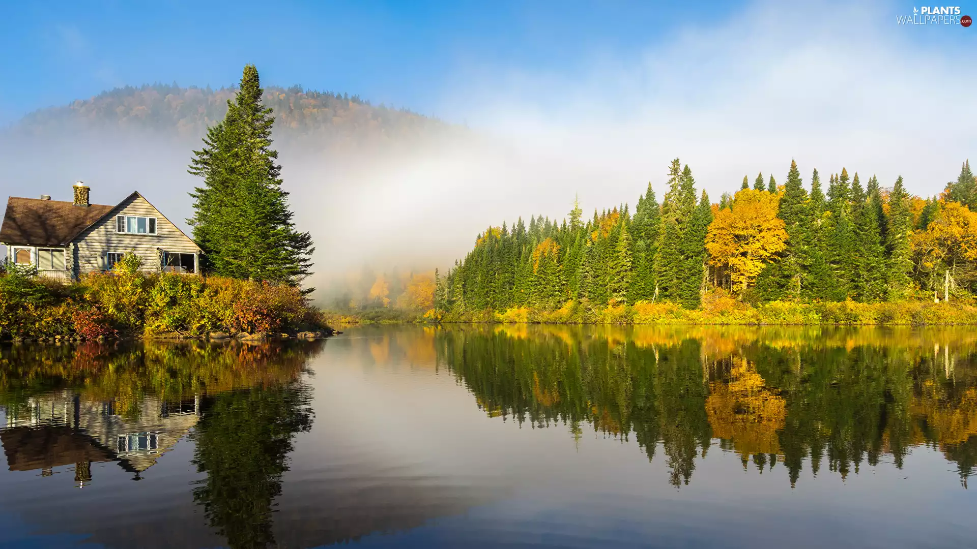 house, woods, Fog, lake, reflection, viewes, trees, Spruces