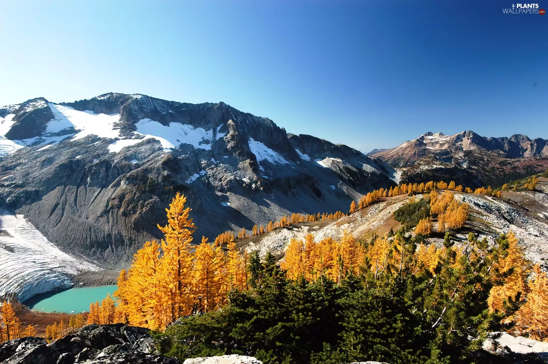 Spruces, Mountains, forest
