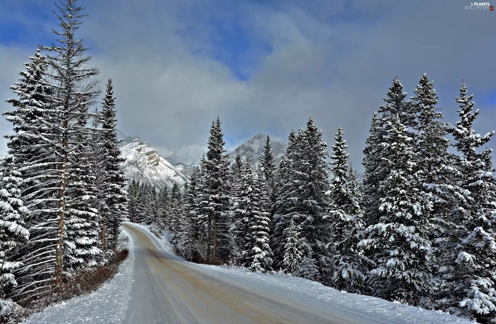 Way, trees, forest, viewes, Mountains, snow, winter, Spruces