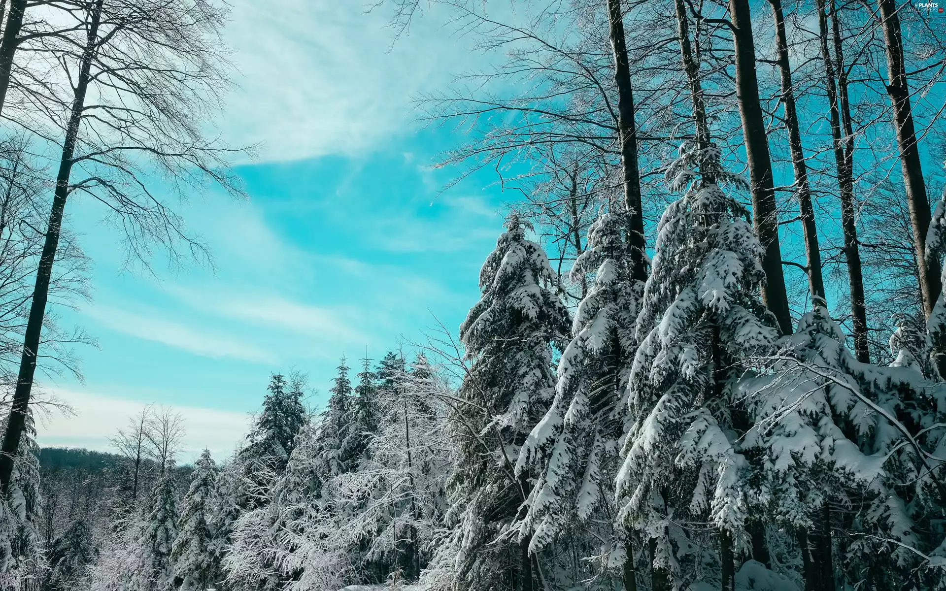 Snowy, winter, viewes, Spruces, trees, forest