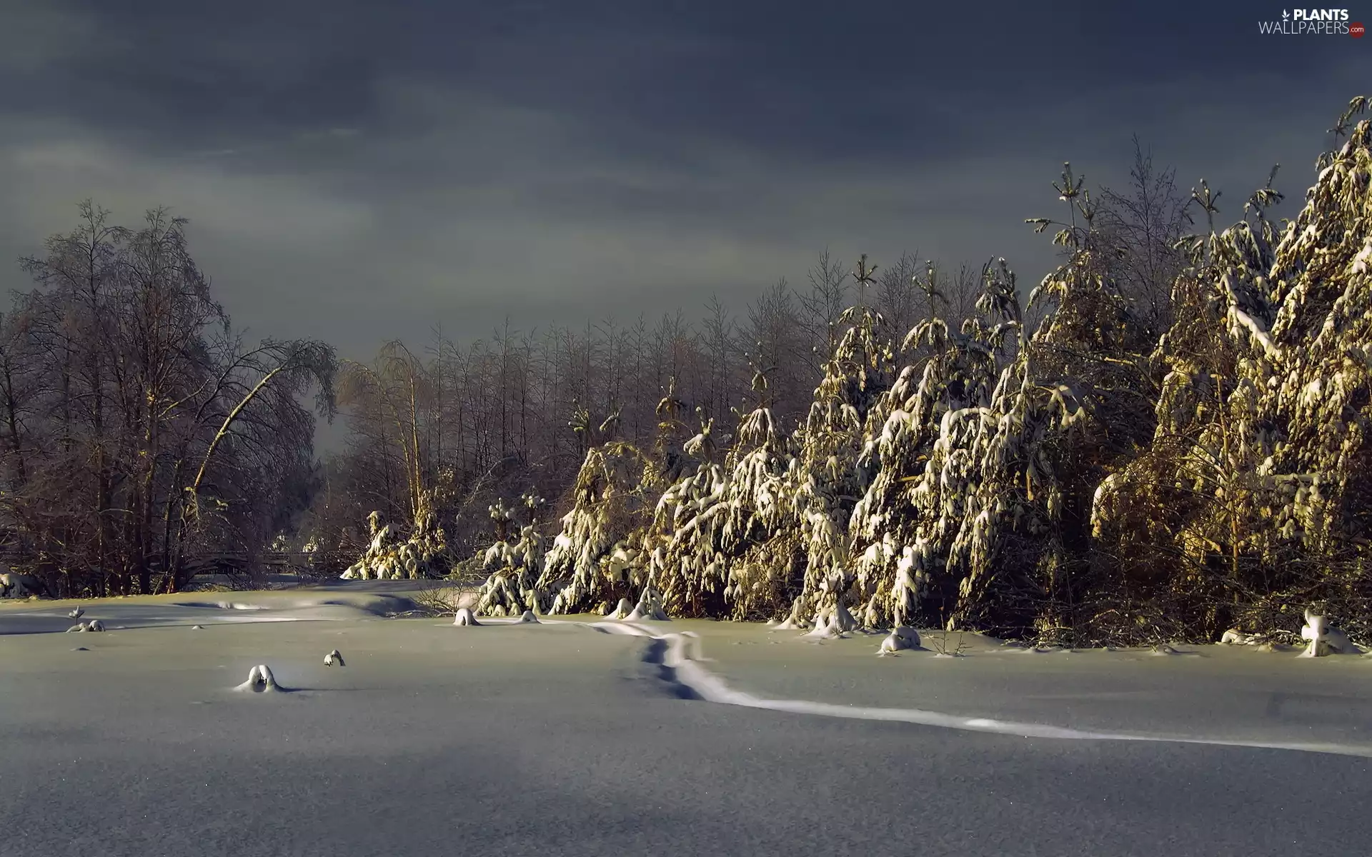 Spruces, winter, forest