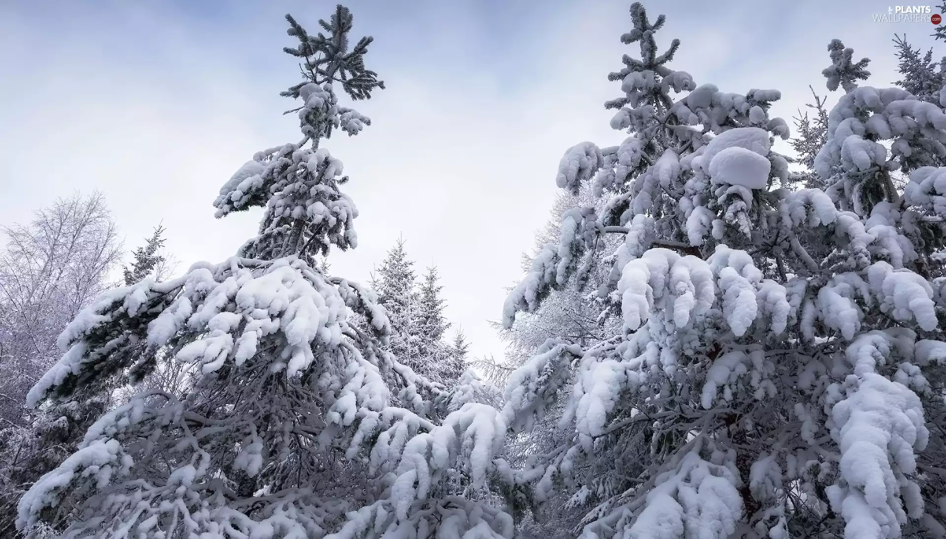 viewes, Spruces, forest, trees, winter