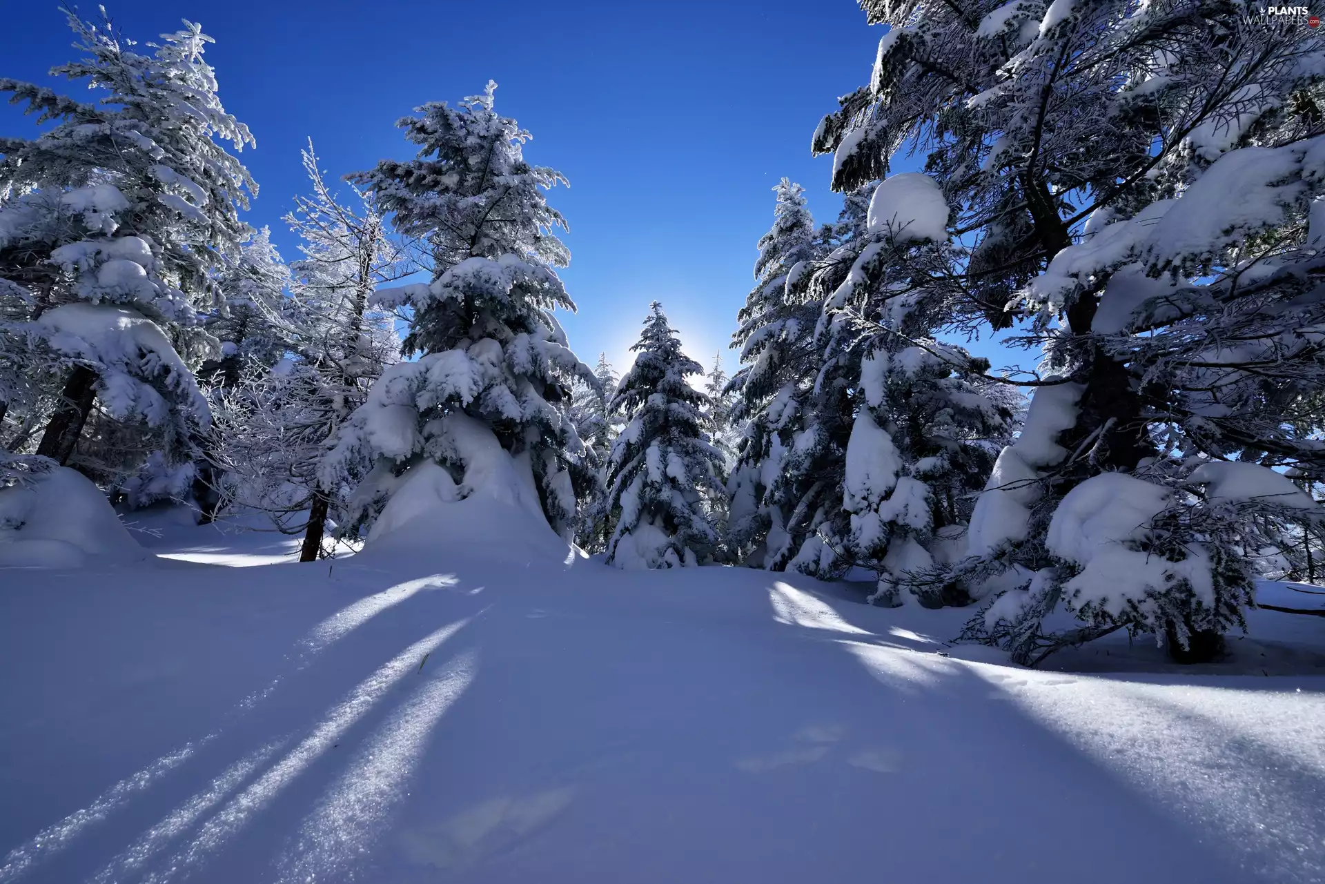 Spruces, winter, forest