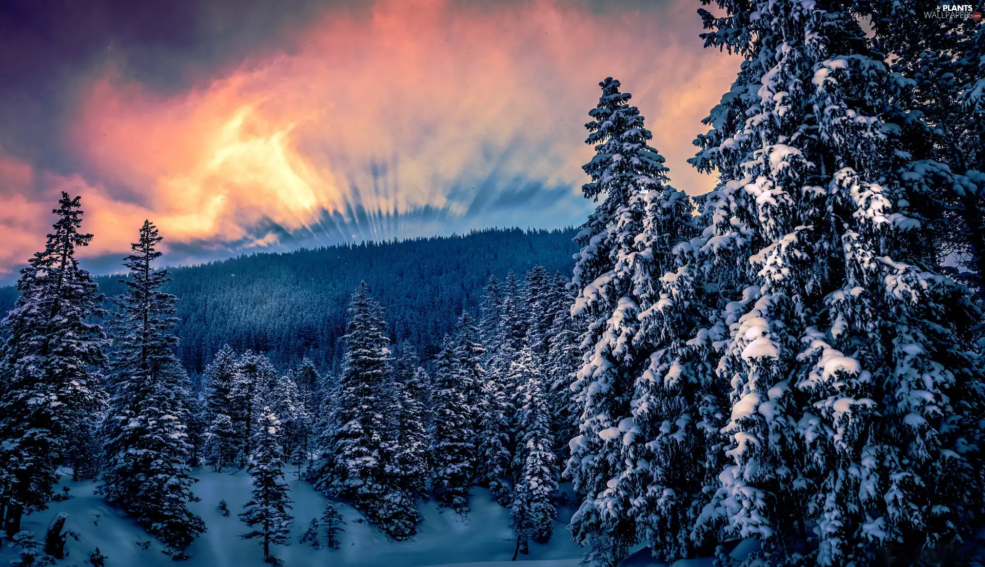 winter, Spruces, Great Sunsets, forest