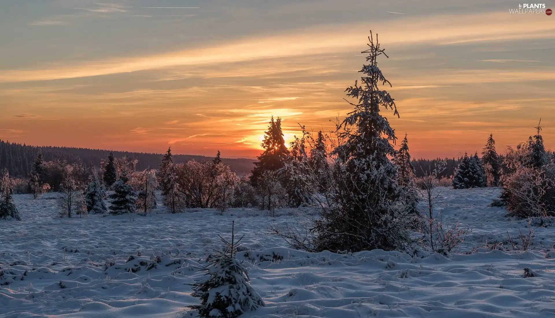 winter, Snowy, Spruces, Great Sunsets