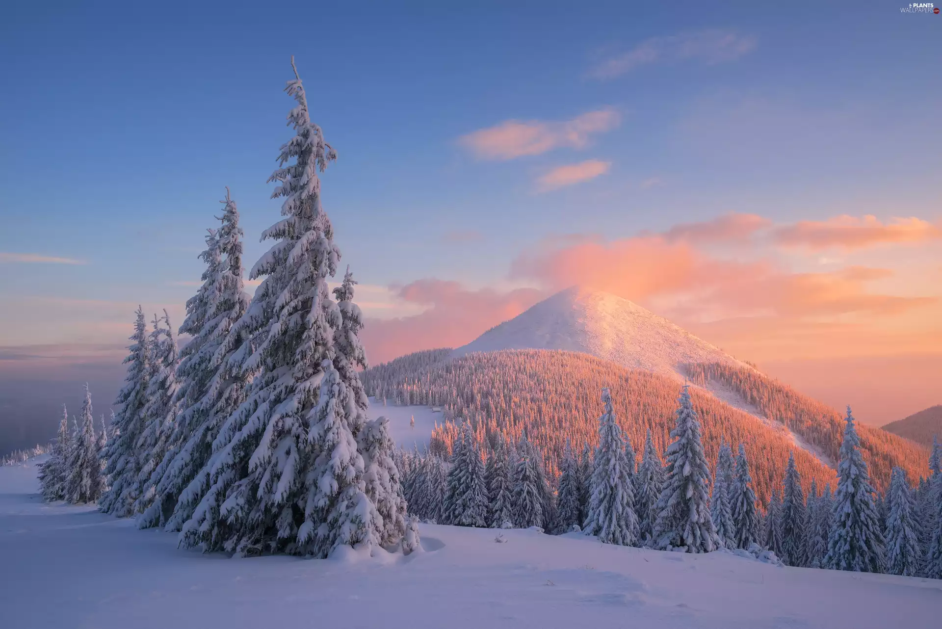 Mountains, Spruces, Great Sunsets, winter