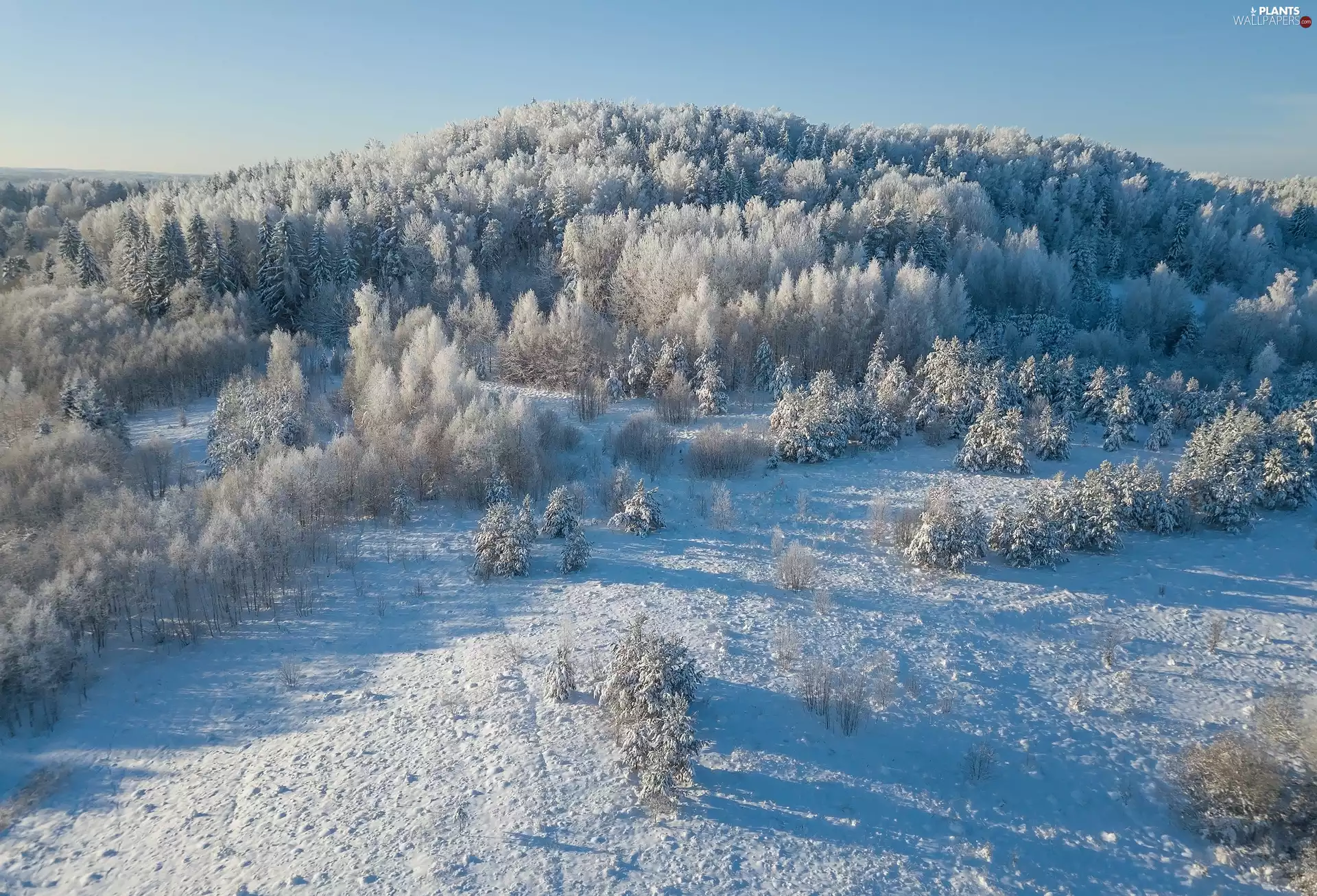 viewes, Spruces, Hill, trees, winter